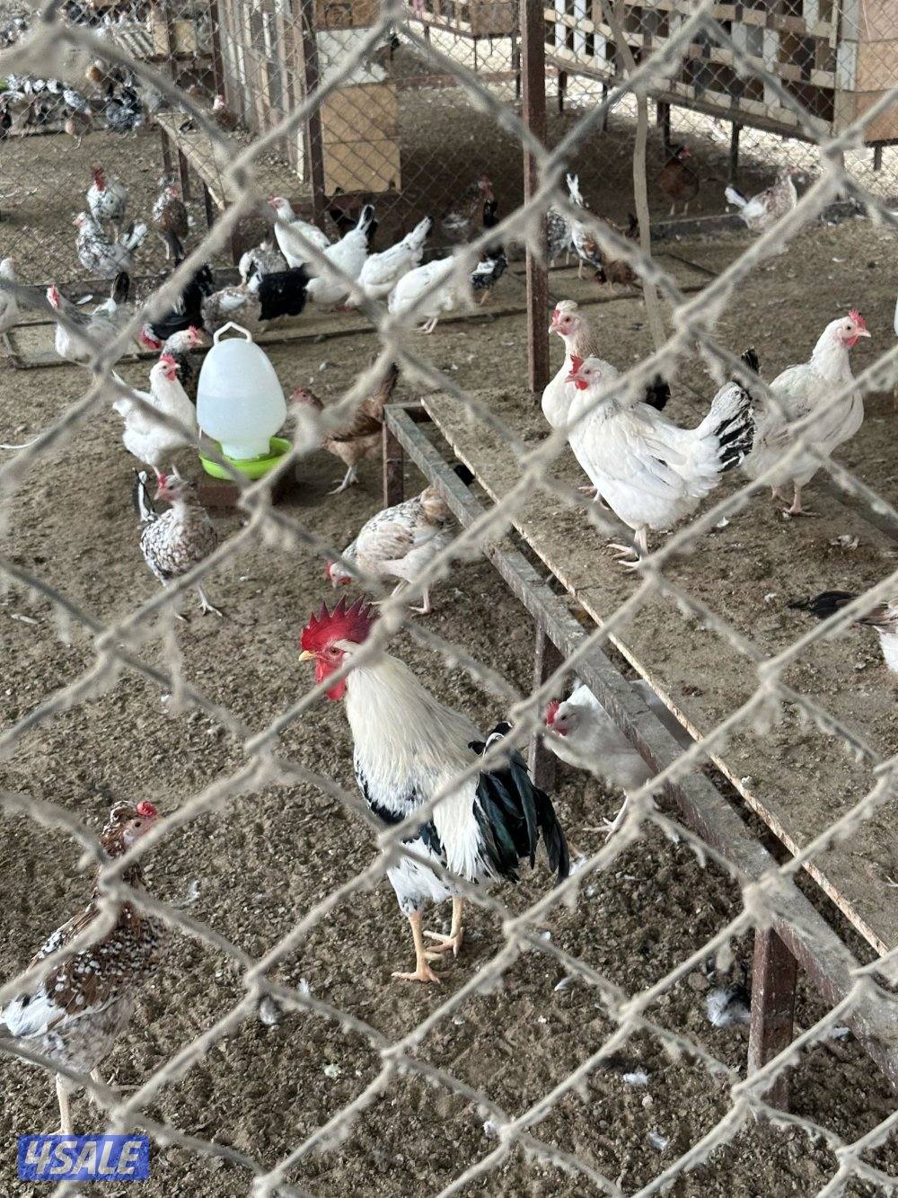 ‏مزارع الوفرة طريق 7002