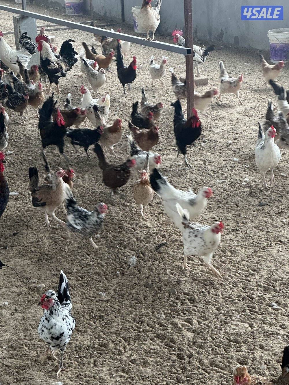 ‏مزارع الوفرة طريق 7003