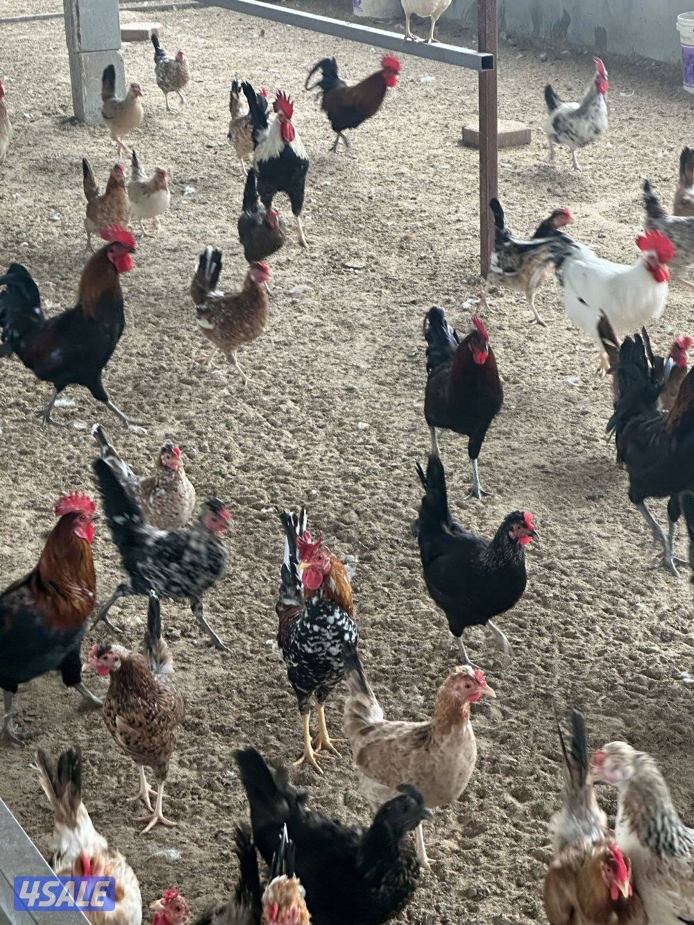 ‏مزارع الوفرة طريق 7004