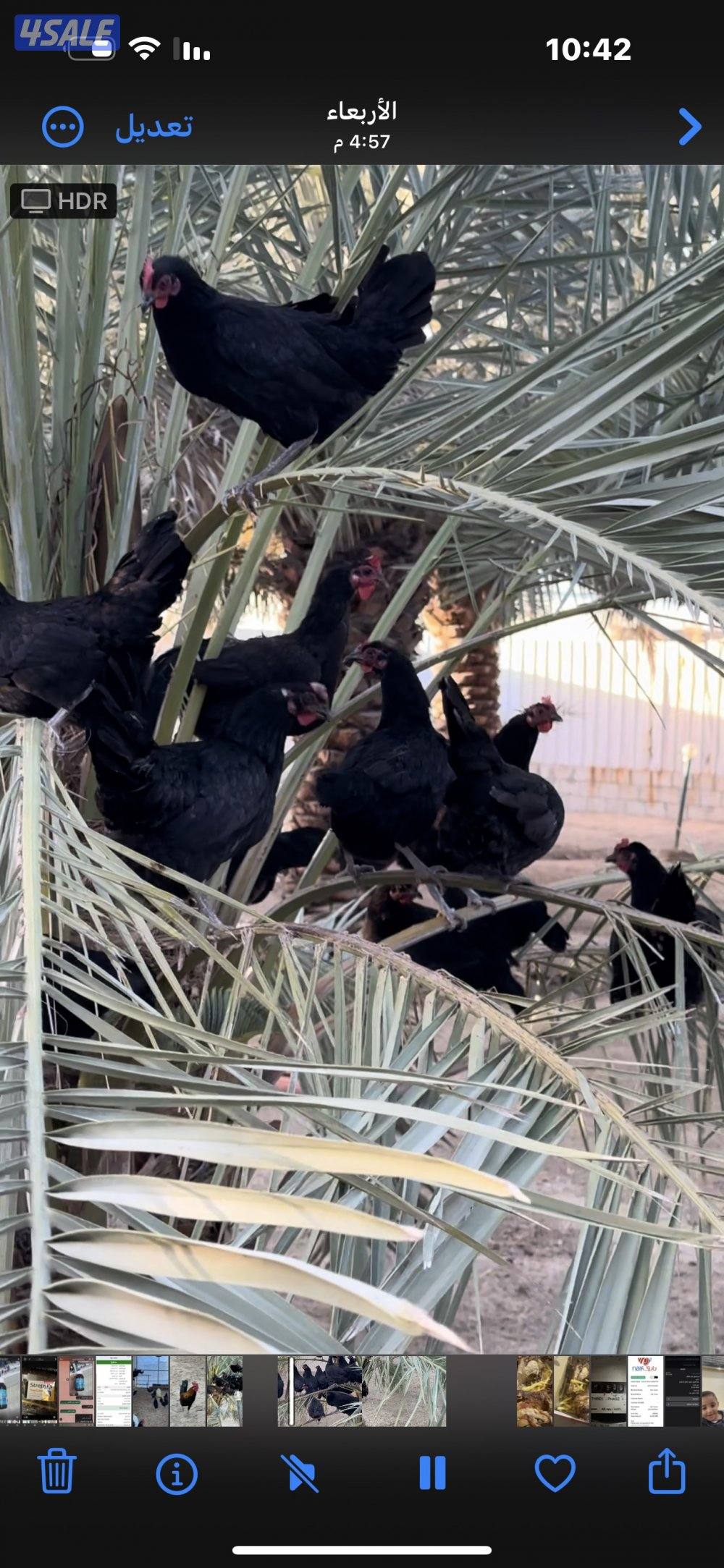 ‏مزارع الوفرة طريق 7008