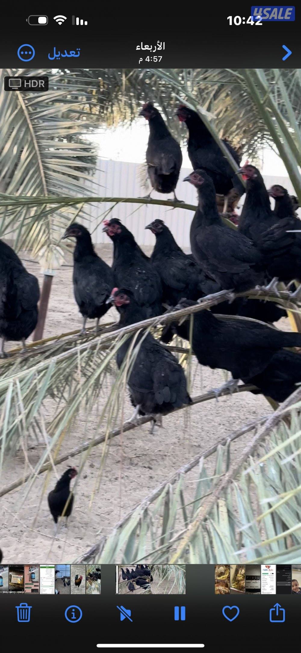 ‏مزارع الوفرة طريق 7009