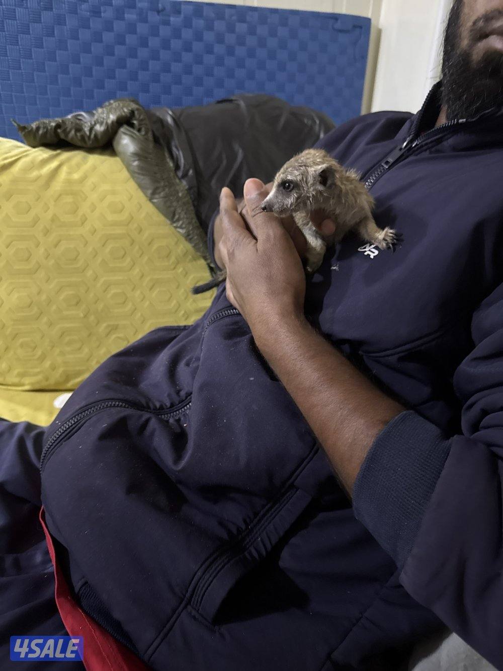 للبيع ميركات0