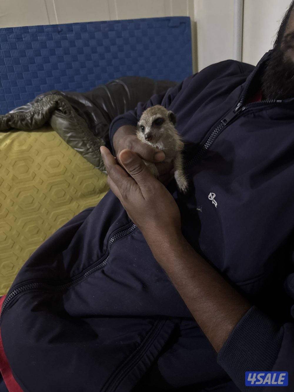 للبيع ميركات2