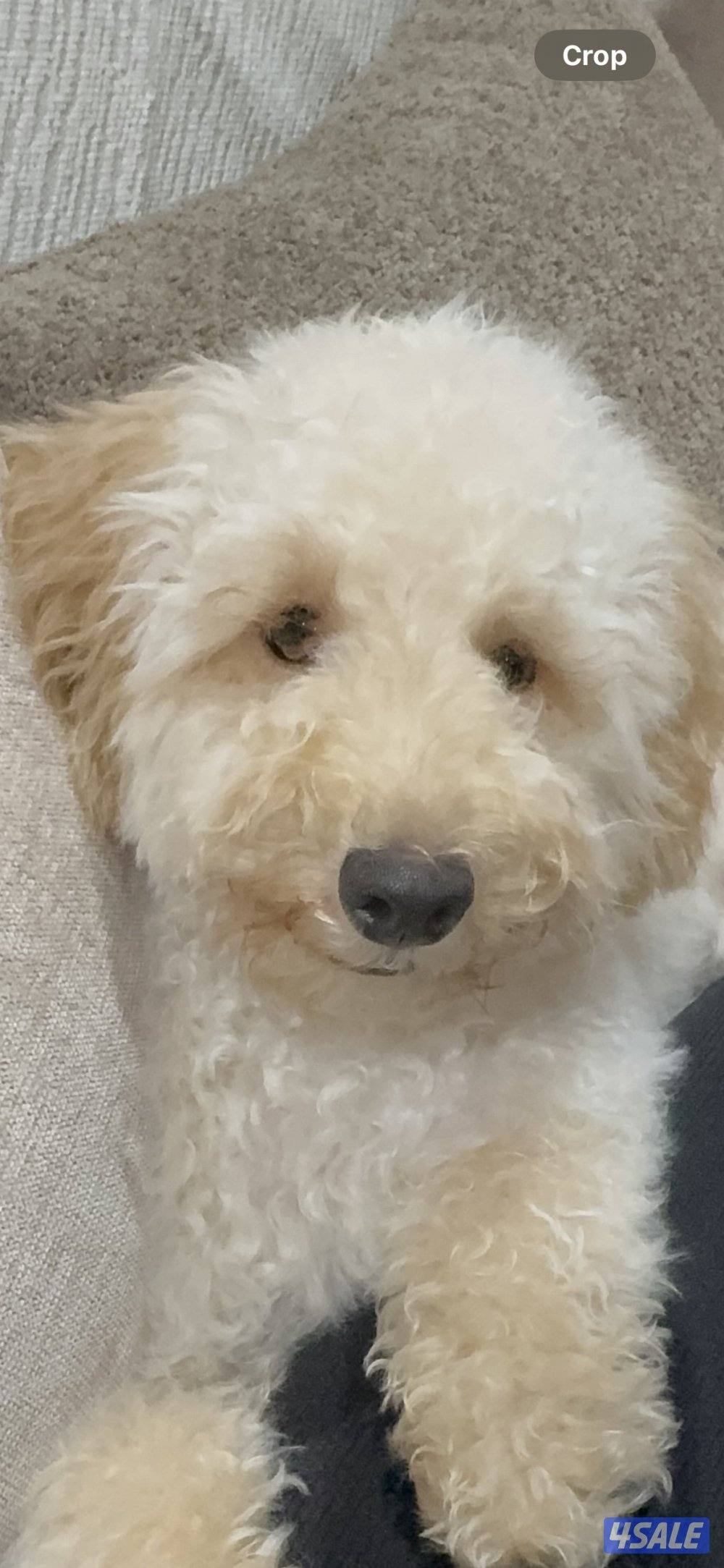 كلب بودل للتواصل واتساب فقط0