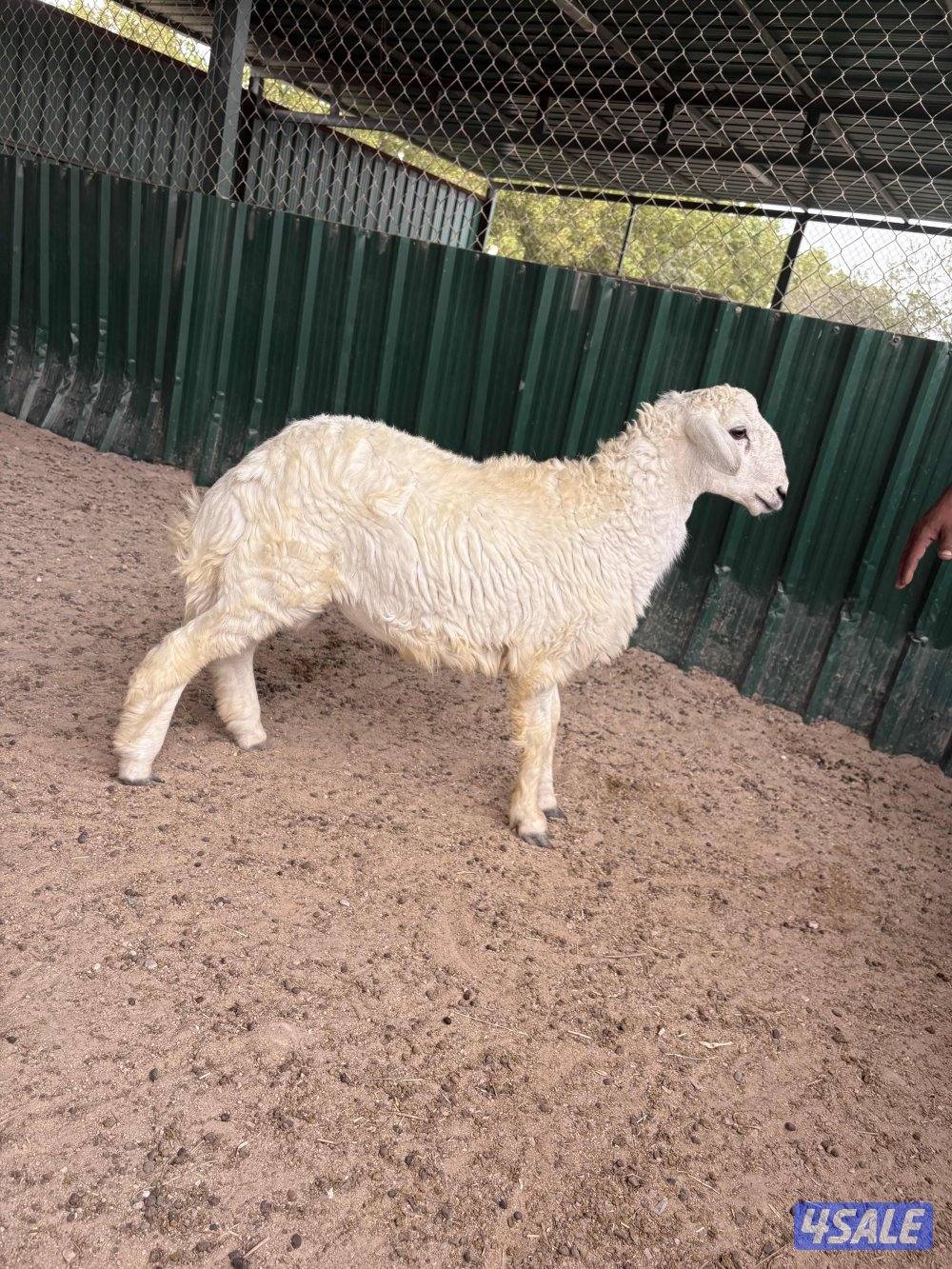 طلي ( حري ) تميمه0