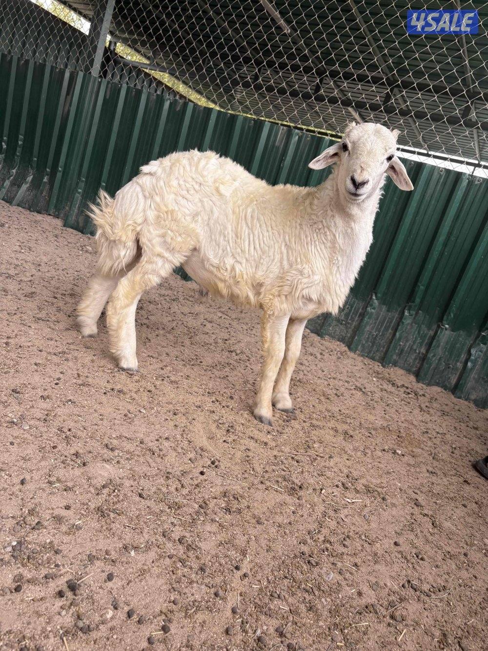 طلي ( حري ) تميمه1