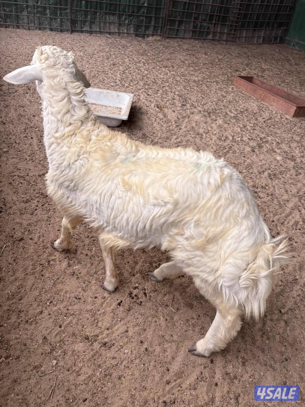 طلي ( حري ) تميمه2