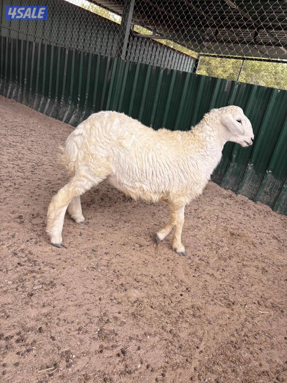 طلي ( حري ) تميمه3