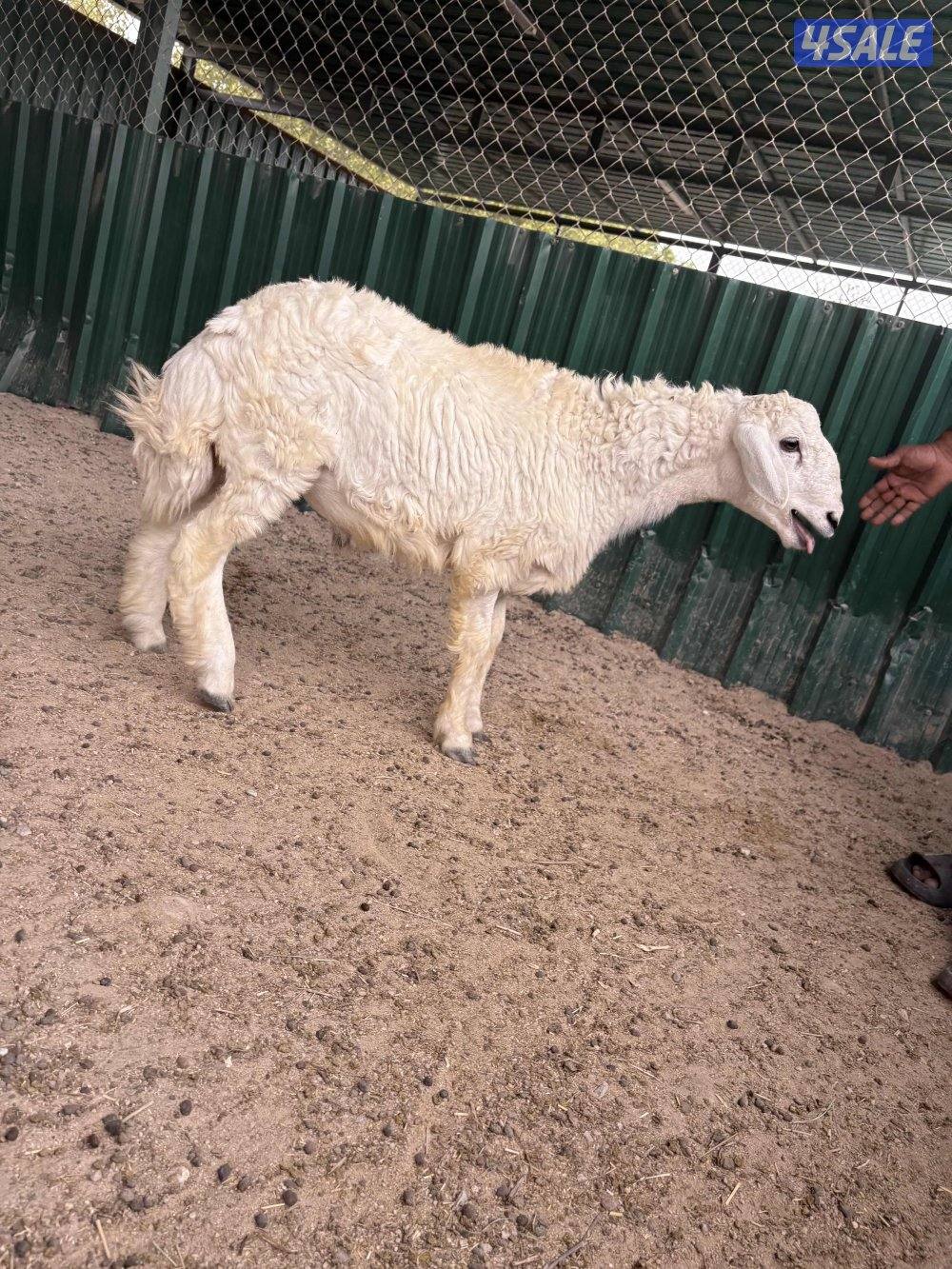 طلي ( حري ) تميمه4