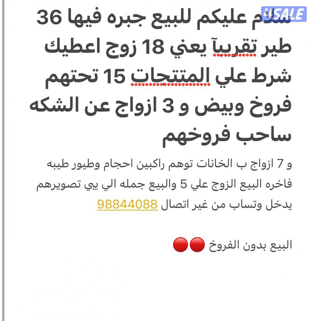 للبيع ازواج زاجل جبره وخانه 36 جبره و 7 بالخانات0