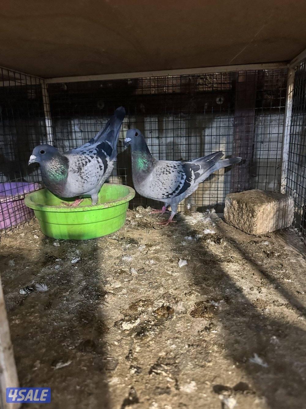 للبيع ازواج زاجل جبره وخانه 36 جبره و 7 بالخانات1