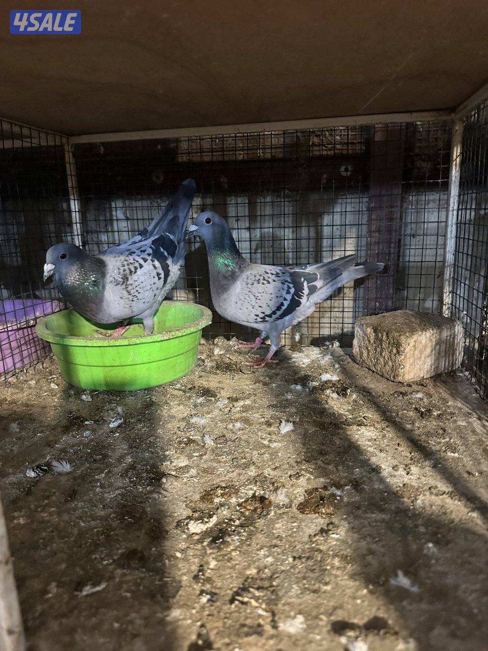 للبيع ازواج زاجل جبره وخانه 36 جبره و 7 بالخانات2