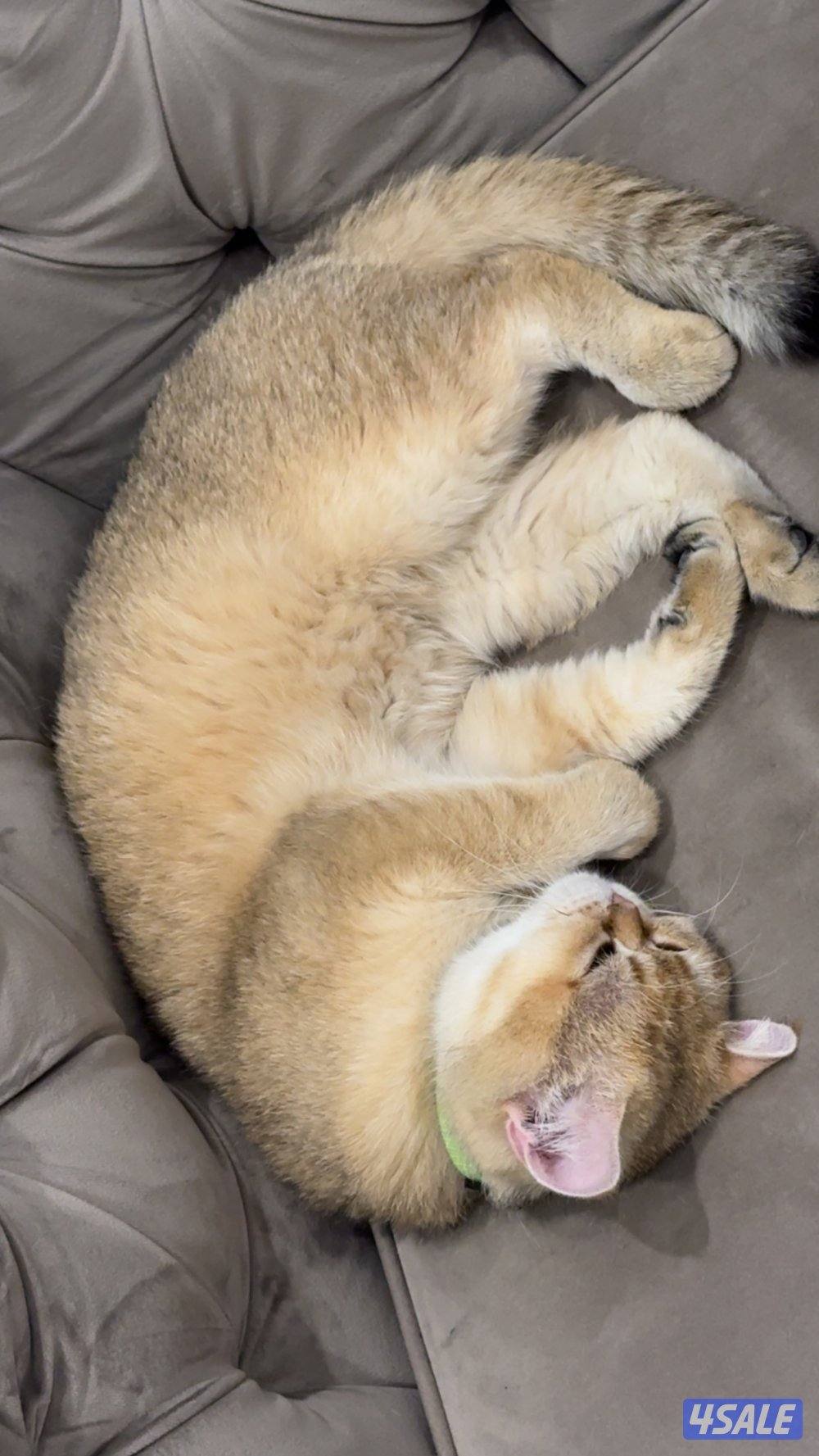 برتش شورت هير عمره سنه ونص مطعم ونظيف وهادي مطلوب شخص يخاف الله في0