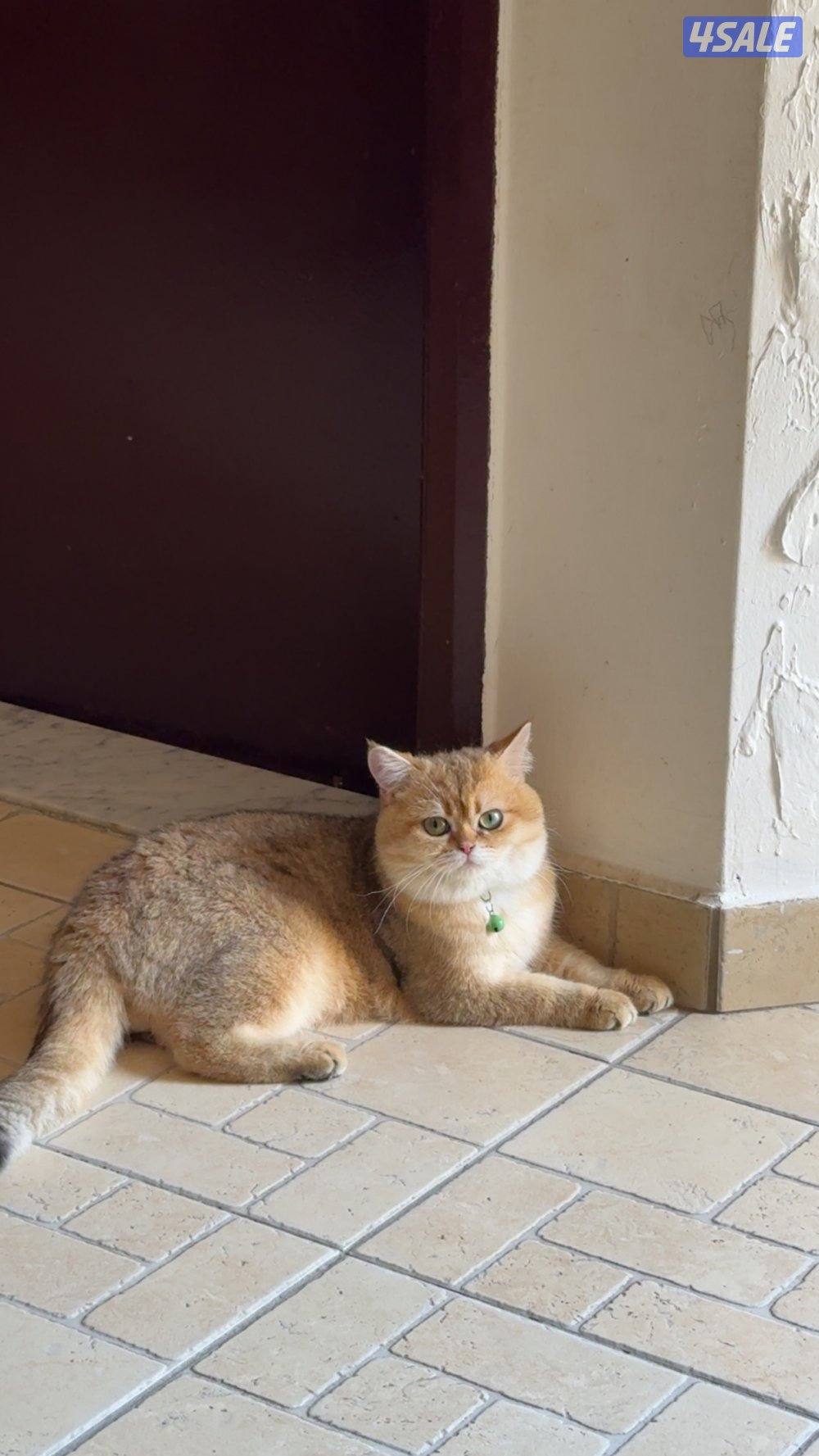 برتش شورت هير عمره سنه ونص مطعم ونظيف وهادي مطلوب شخص يخاف الله في1