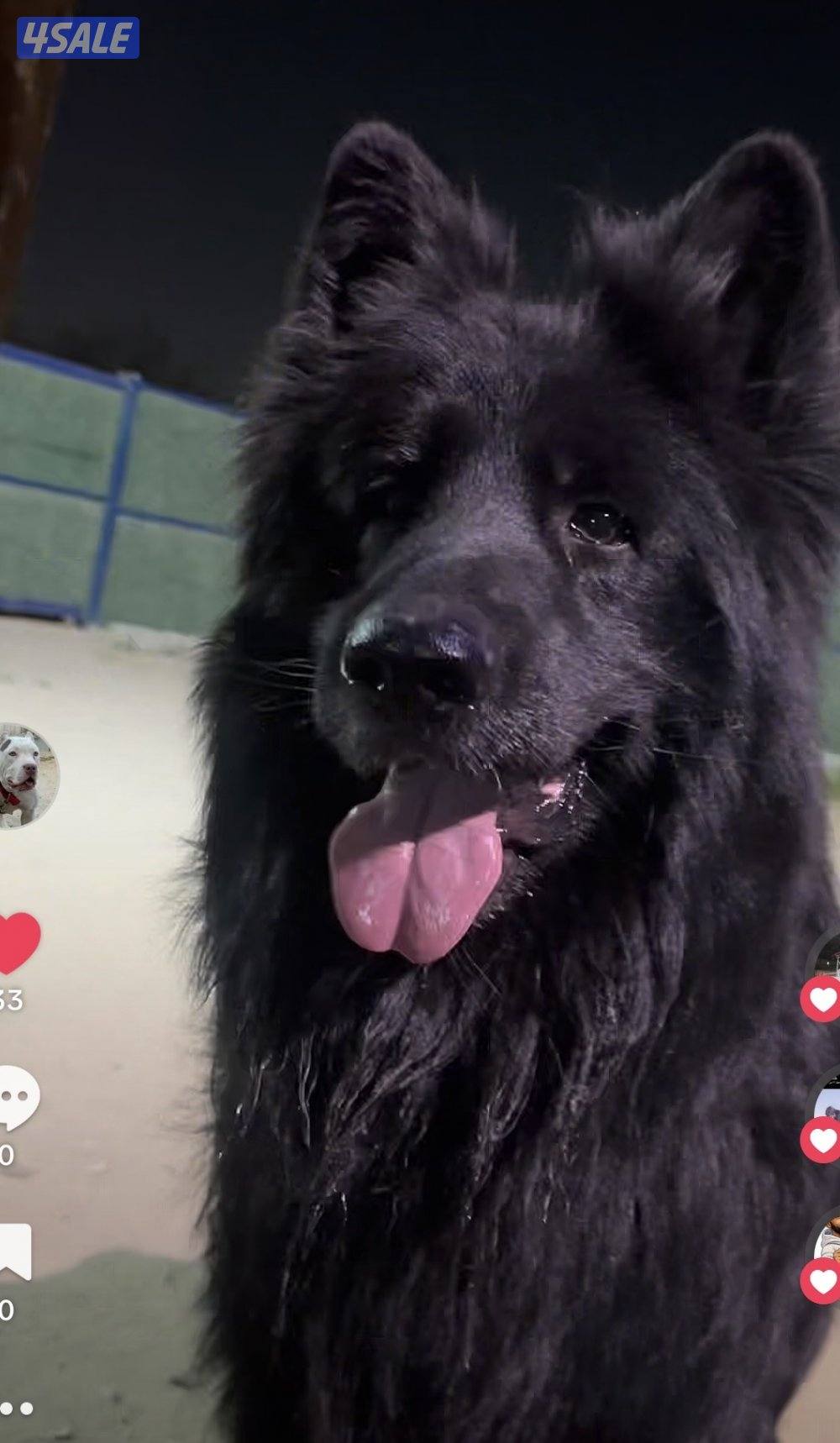 للبيع بلاك جاك جاميو0