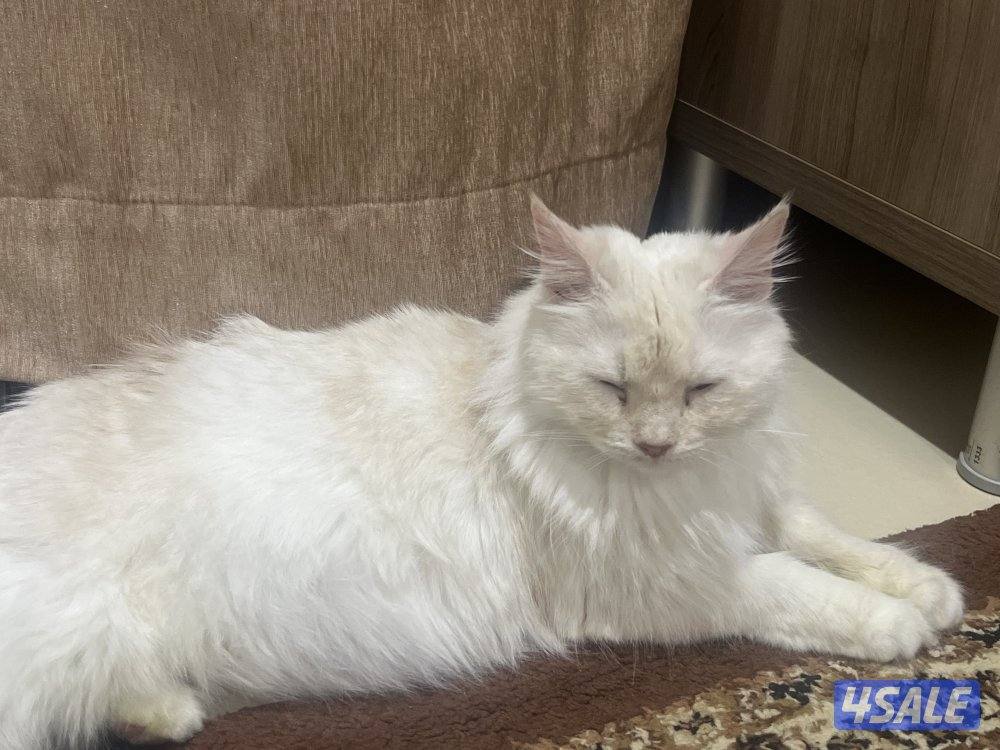 قطة شيرازية ثنية للبيع1