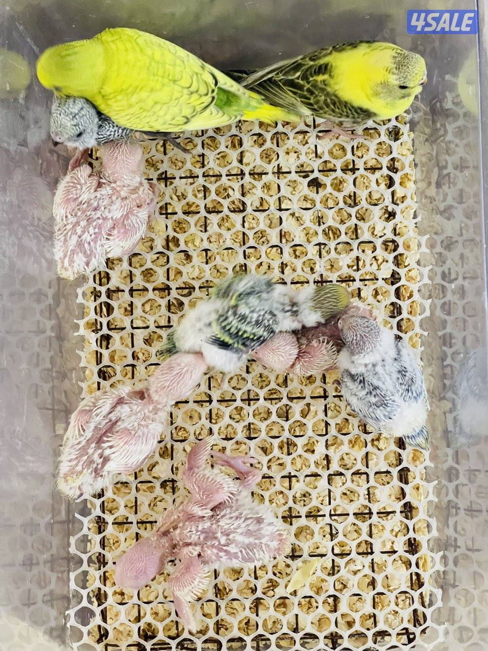 للبيع فروخ لوف بيرد البينو وفروخ طيور حب هولندي انتاج الكويت0