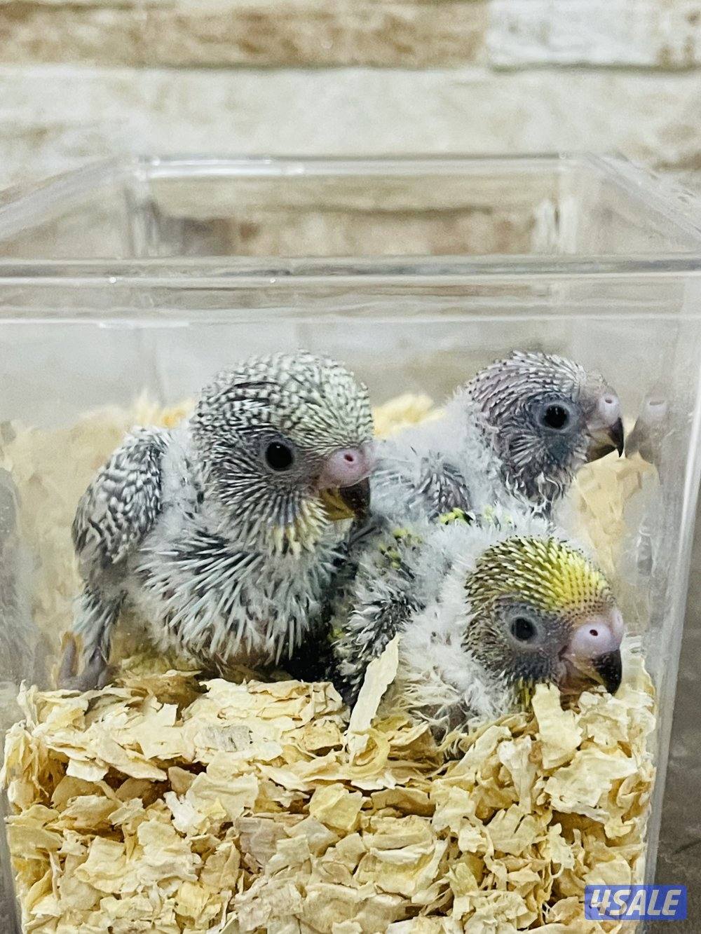 للبيع فروخ لوف بيرد البينو وفروخ طيور حب هولندي انتاج الكويت1