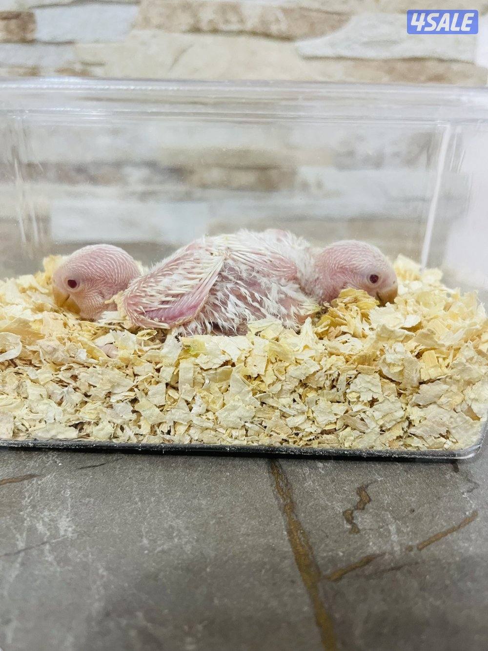 للبيع فروخ لوف بيرد البينو وفروخ طيور حب هولندي انتاج الكويت2