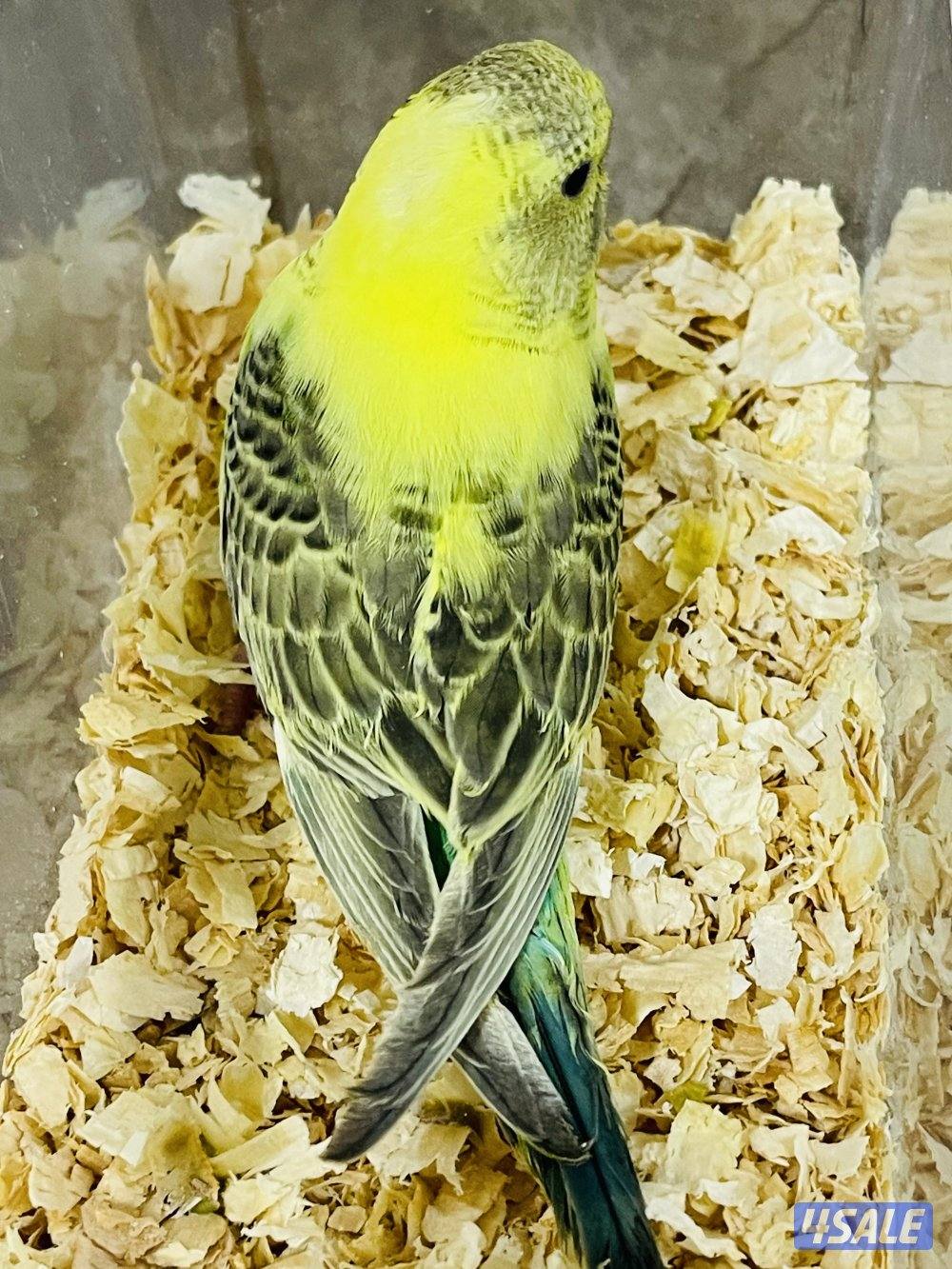 للبيع فروخ لوف بيرد البينو وفروخ طيور حب هولندي انتاج الكويت3