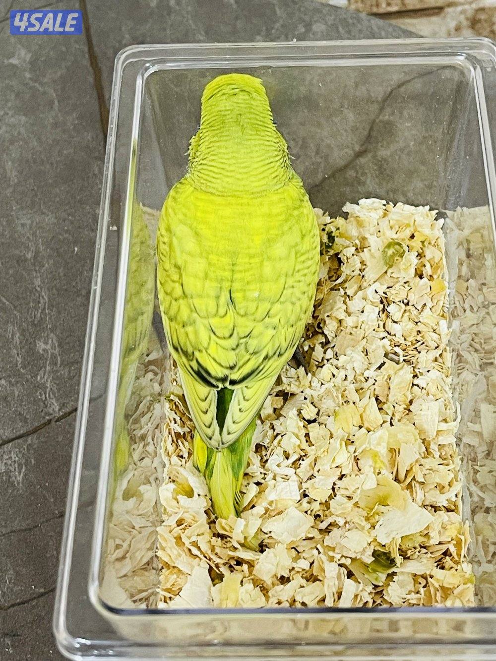 للبيع فروخ لوف بيرد البينو وفروخ طيور حب هولندي انتاج الكويت4