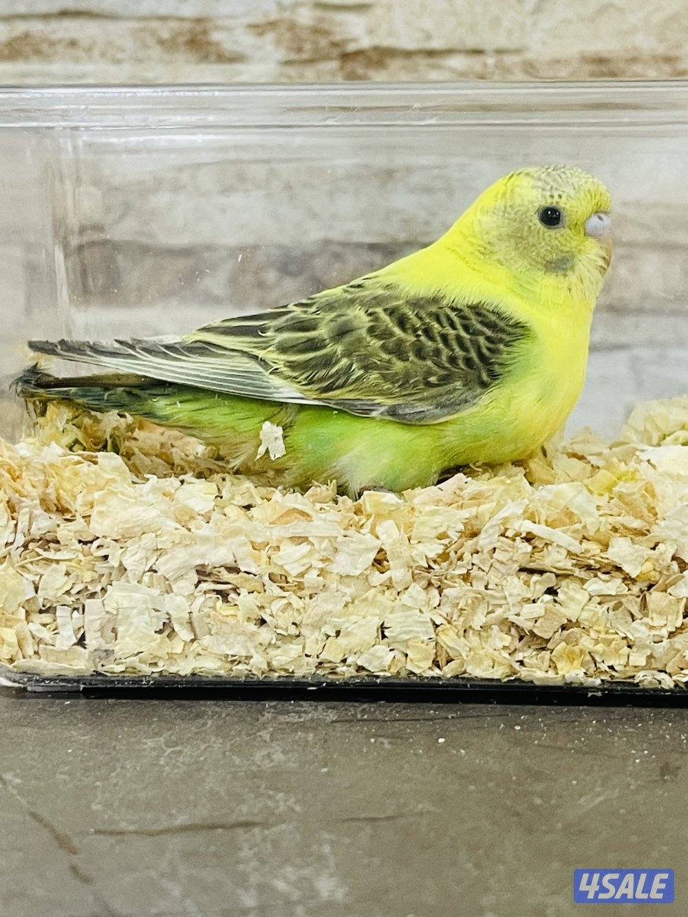 للبيع فروخ لوف بيرد البينو وفروخ طيور حب هولندي انتاج الكويت5