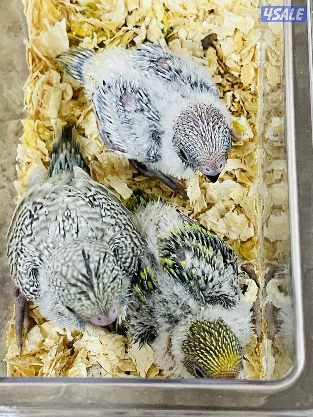 للبيع فروخ لوف بيرد البينو وفروخ طيور حب هولندي انتاج الكويت6