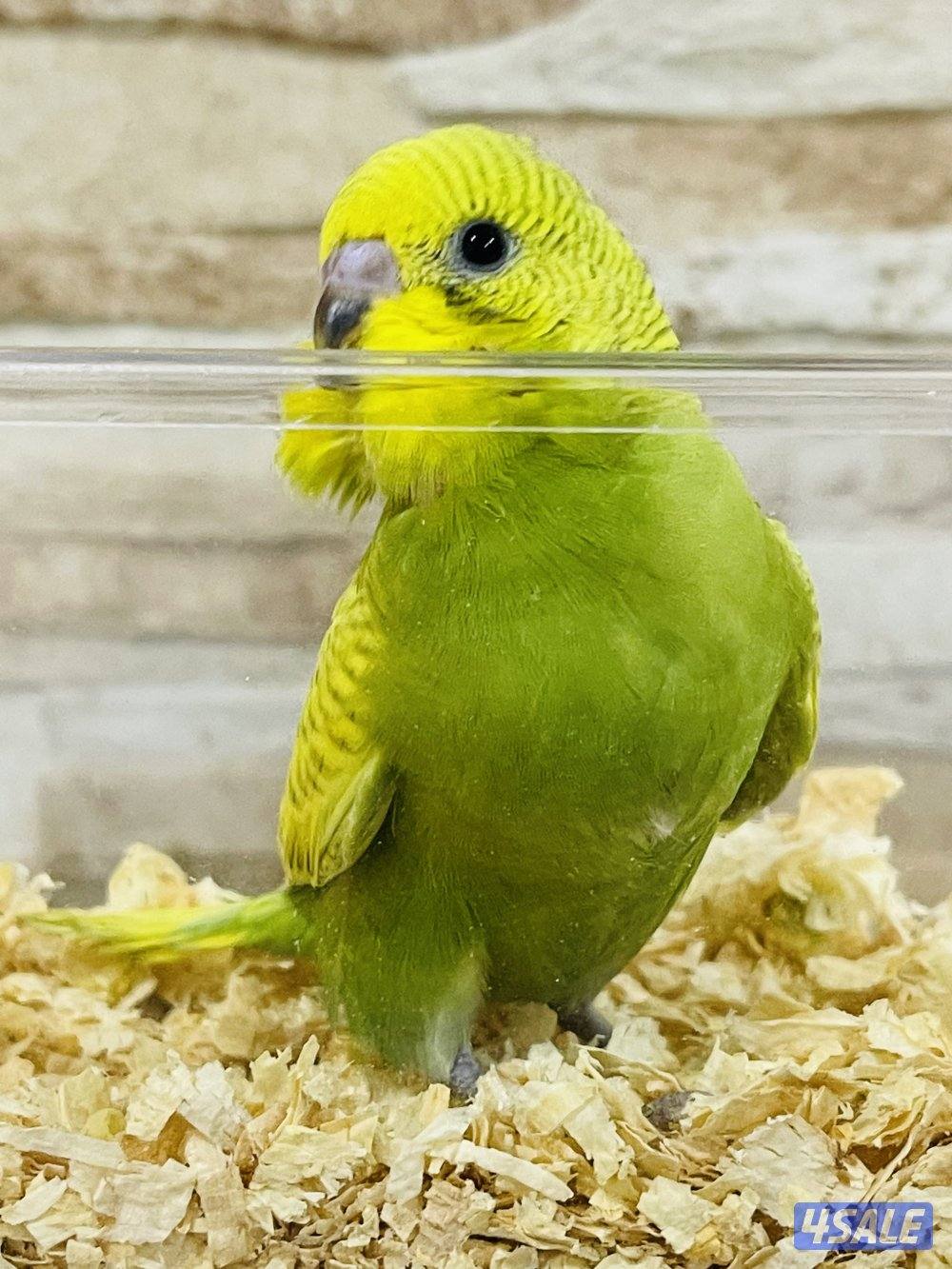 للبيع فروخ لوف بيرد البينو وفروخ طيور حب هولندي انتاج الكويت7