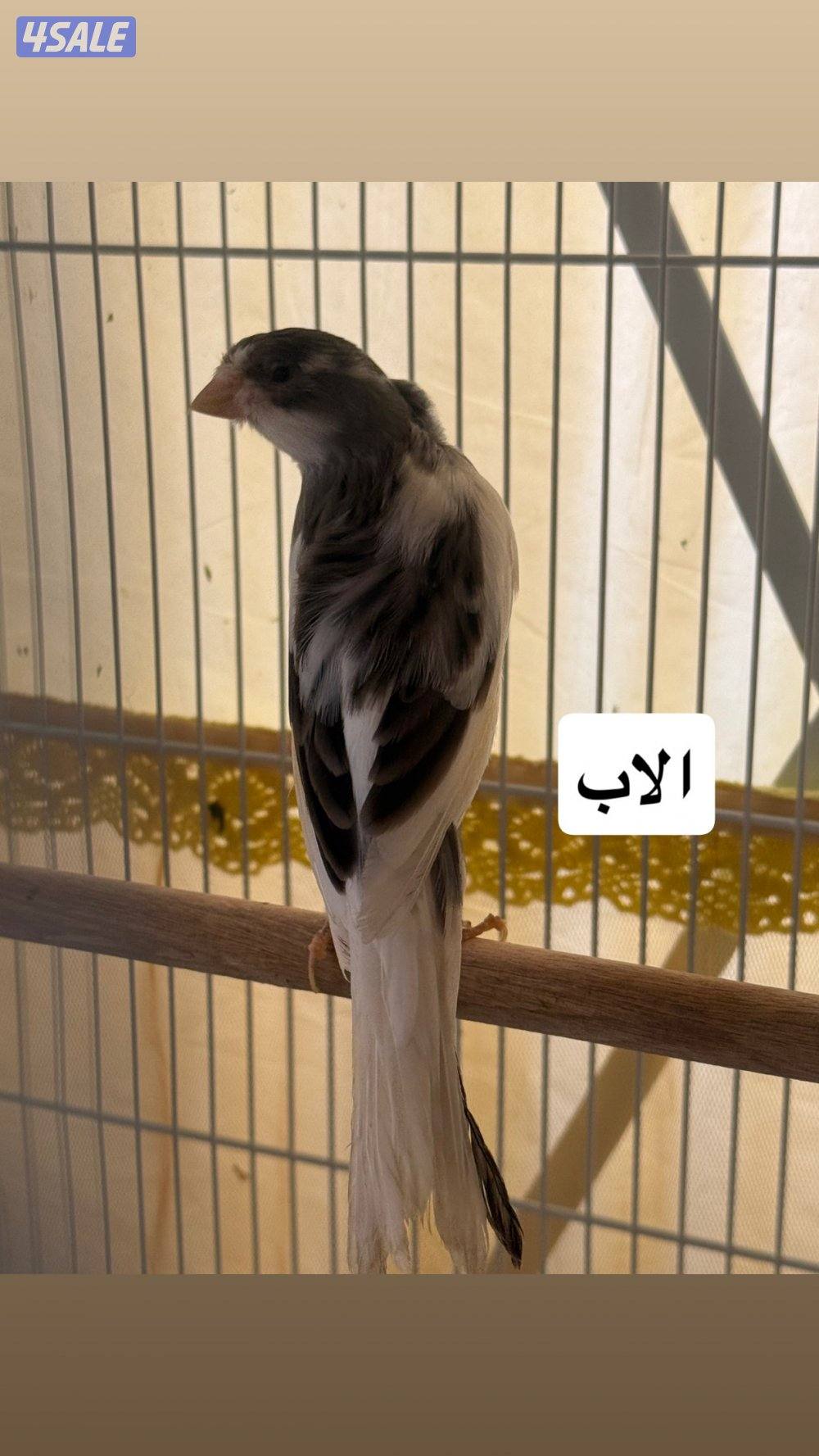 كناري ( سوبر حجم كبير )0