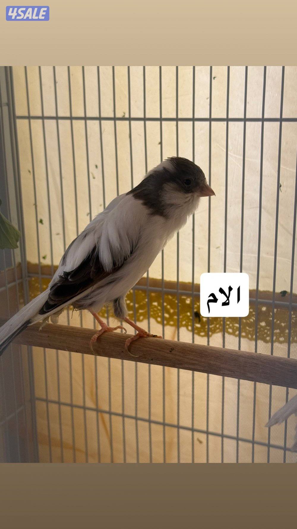 كناري ( سوبر حجم كبير )1