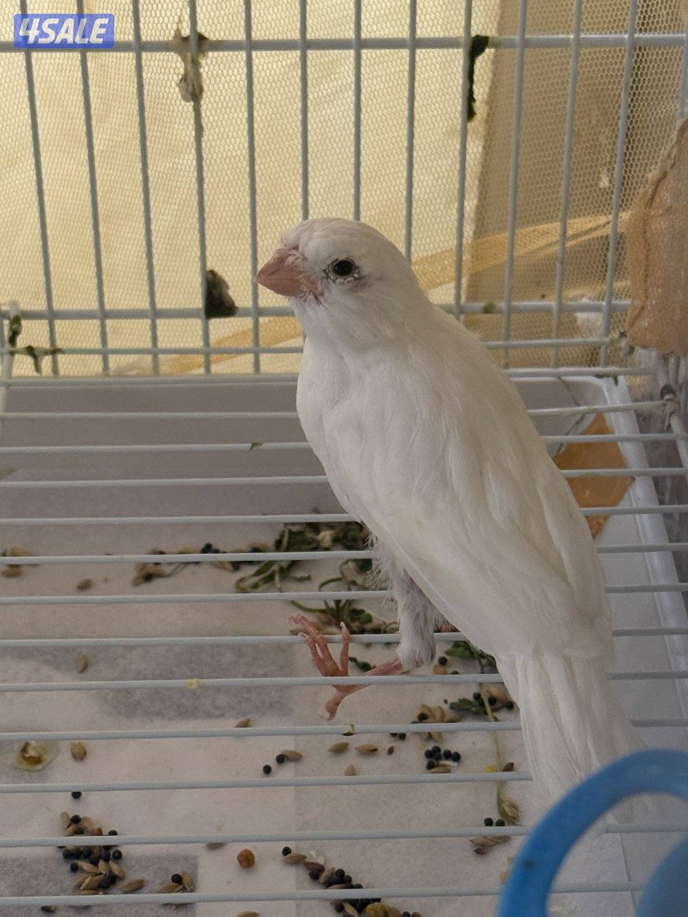 كناري ( سوبر حجم كبير )2