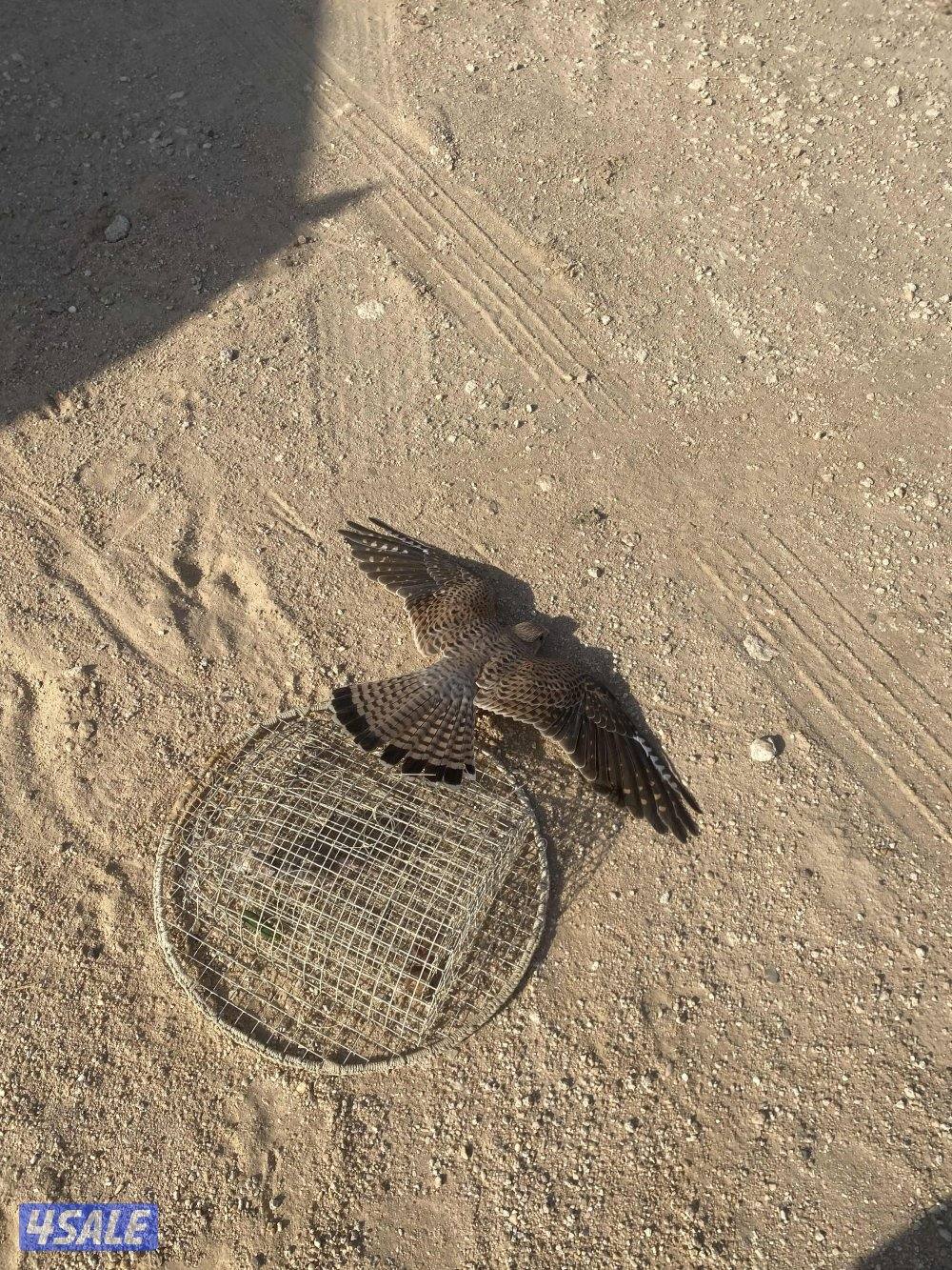 ‏مع أغراضه والتوصيل0