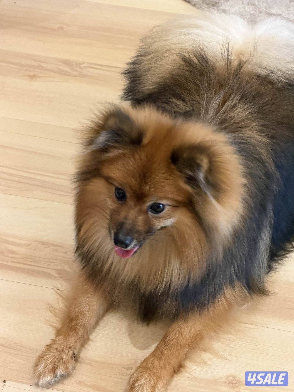 بوميرينيان للبيع1