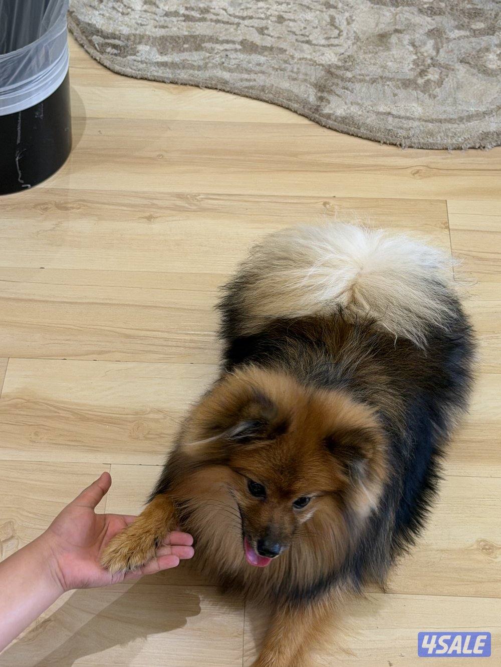 بوميرينيان للبيع2