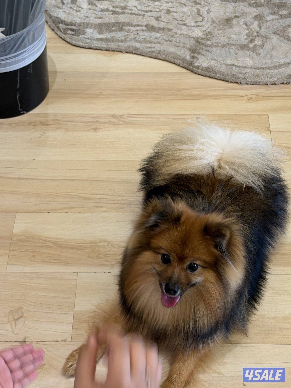 بوميرينيان للبيع3