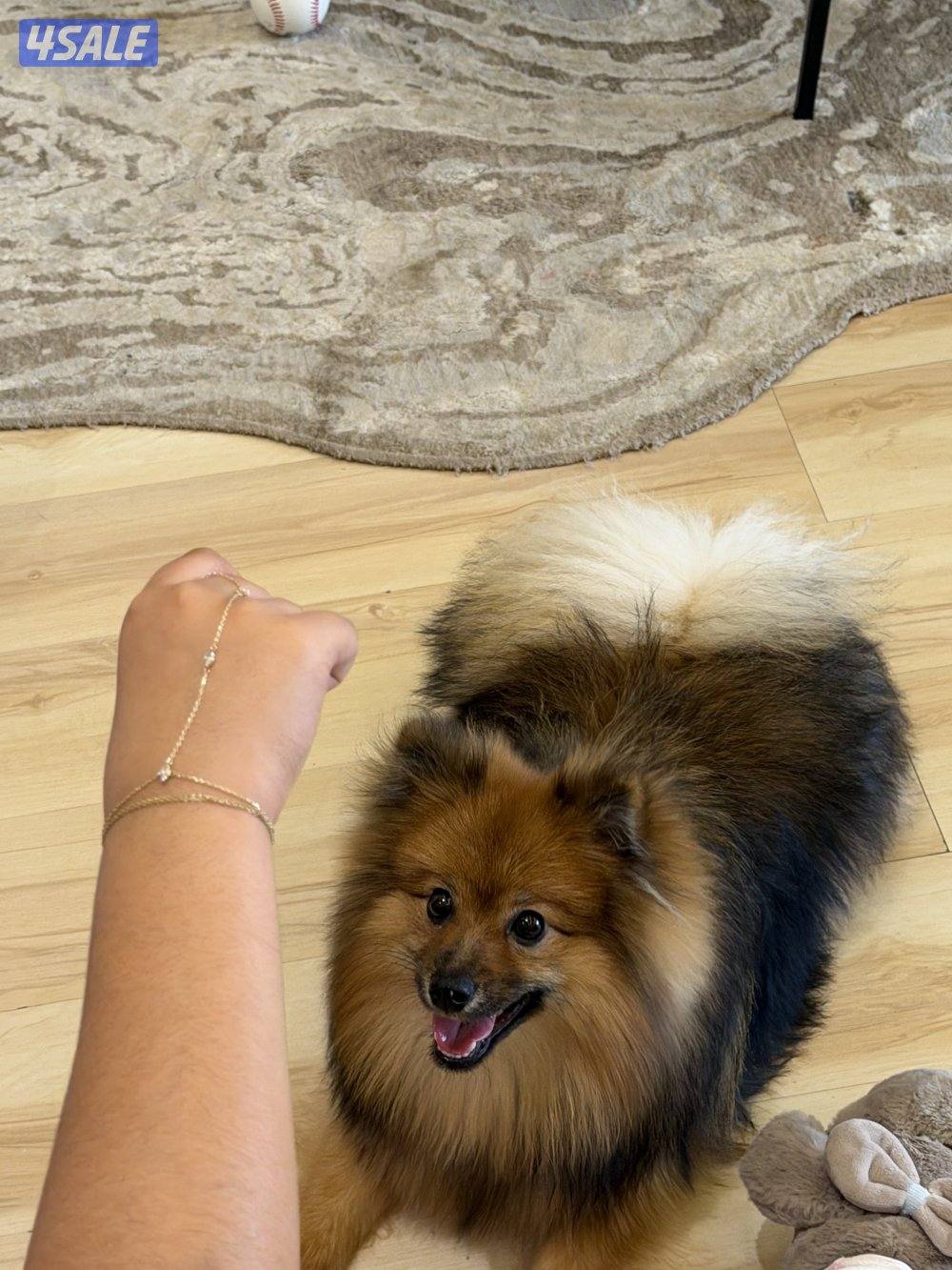 بوميرينيان للبيع4