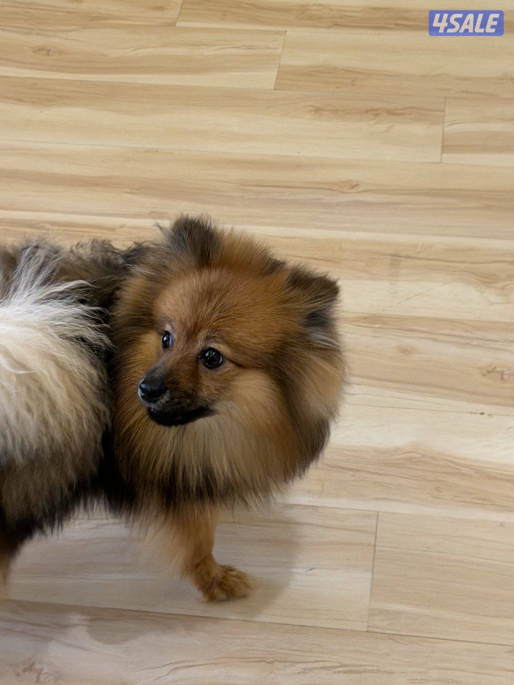 بوميرينيان للبيع5