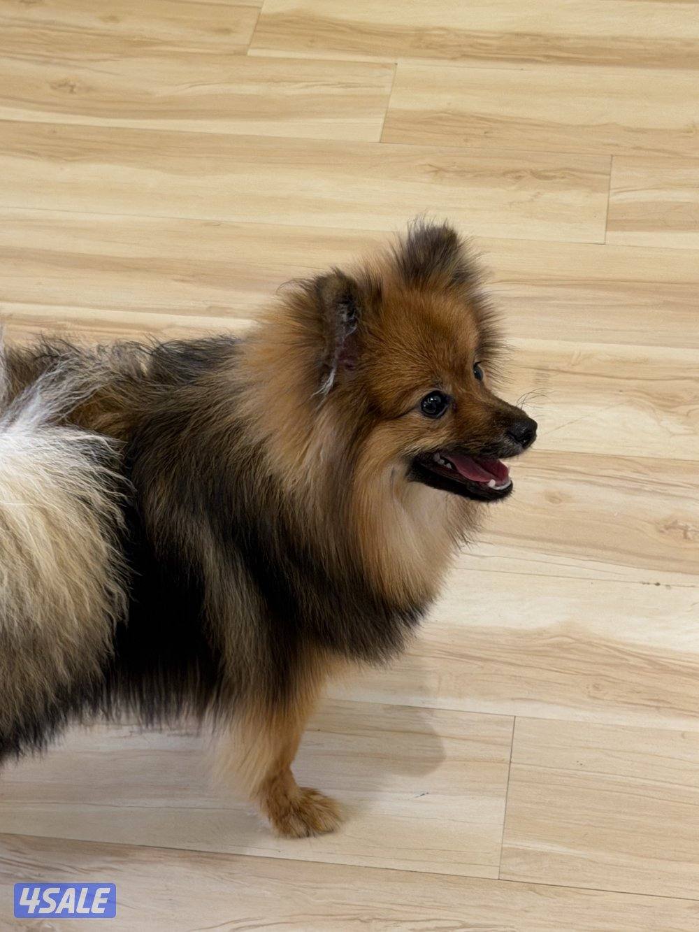 بوميرينيان للبيع6