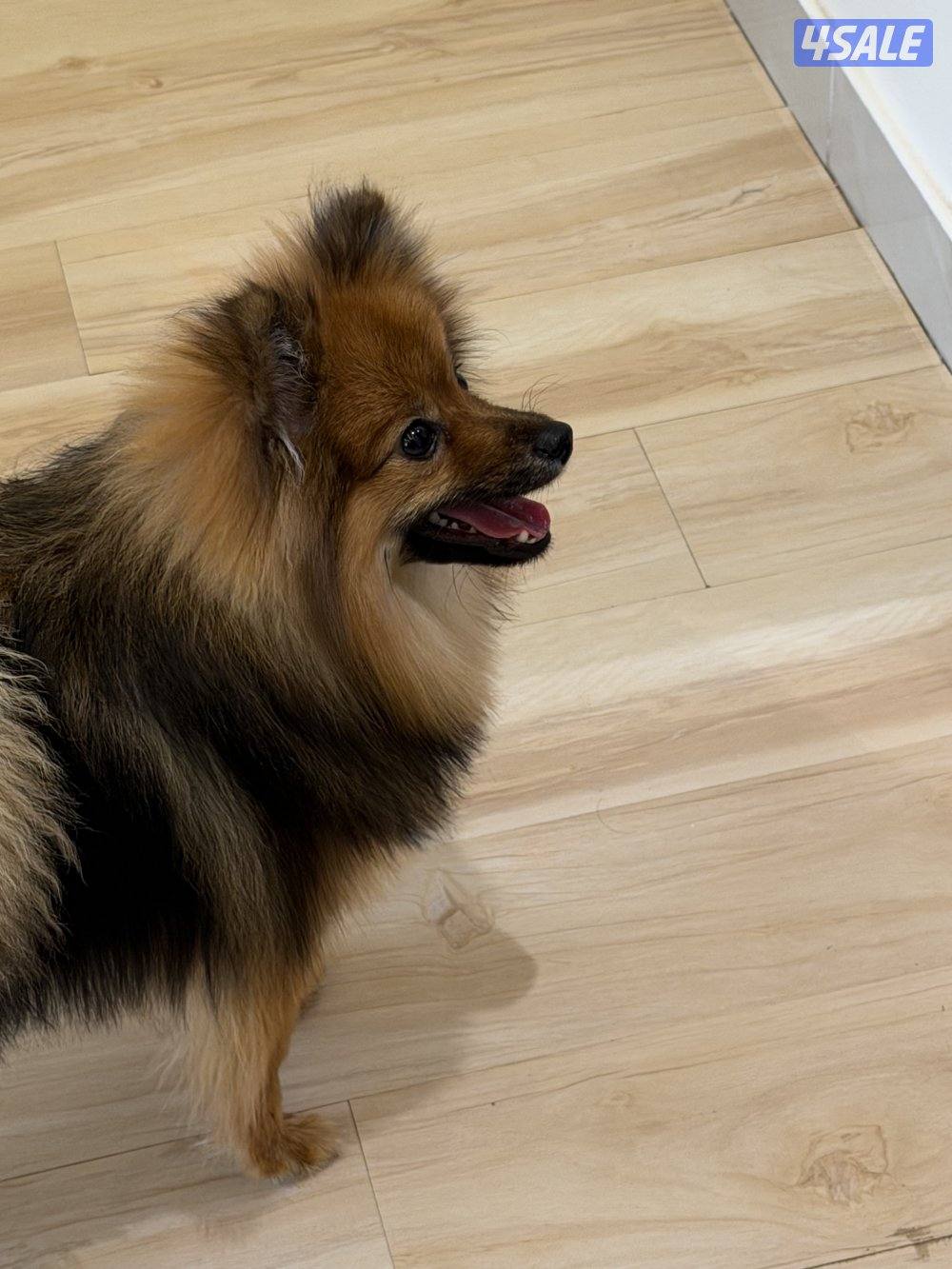 بوميرينيان للبيع7