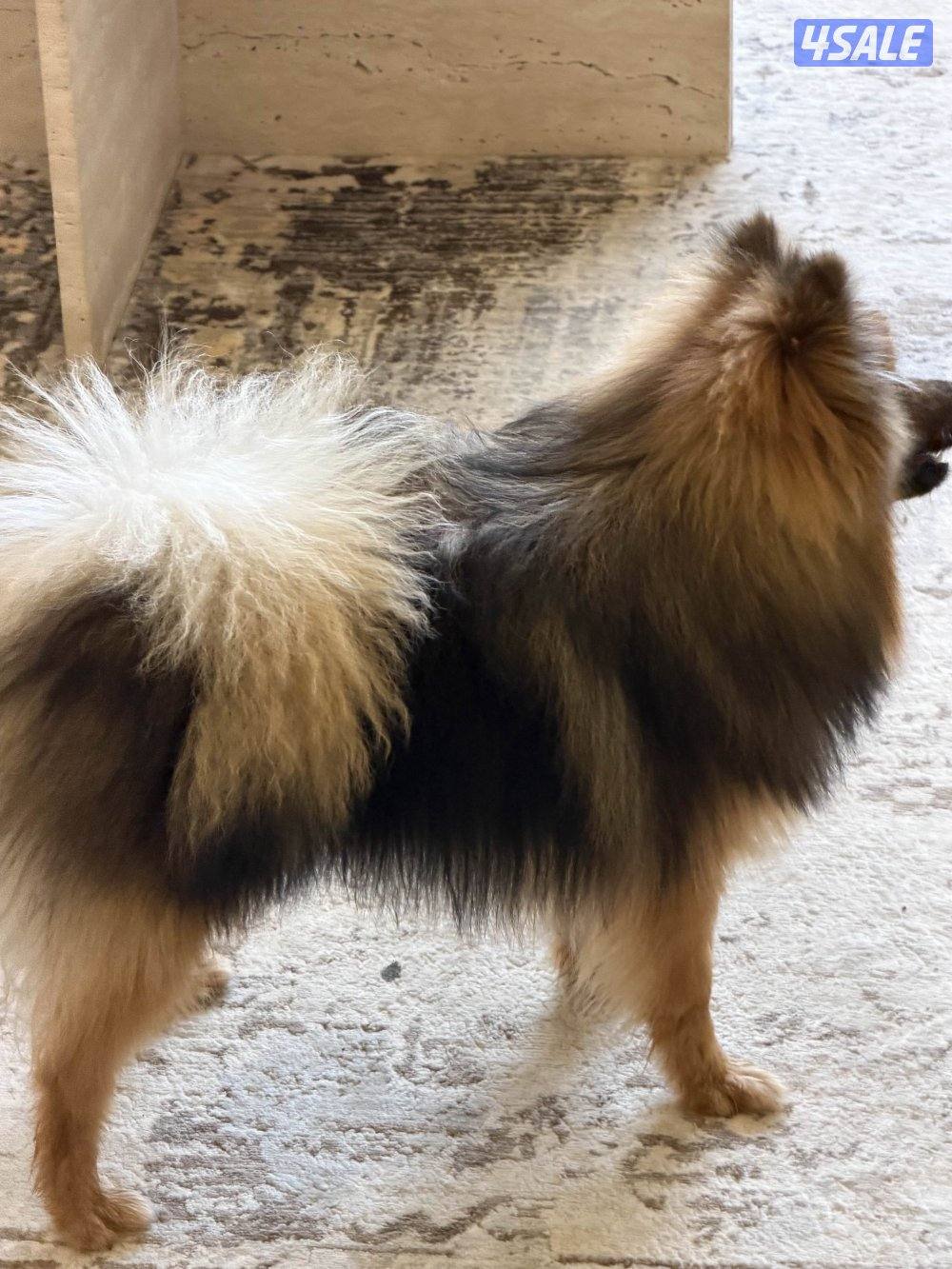 بوميرينيان للبيع9