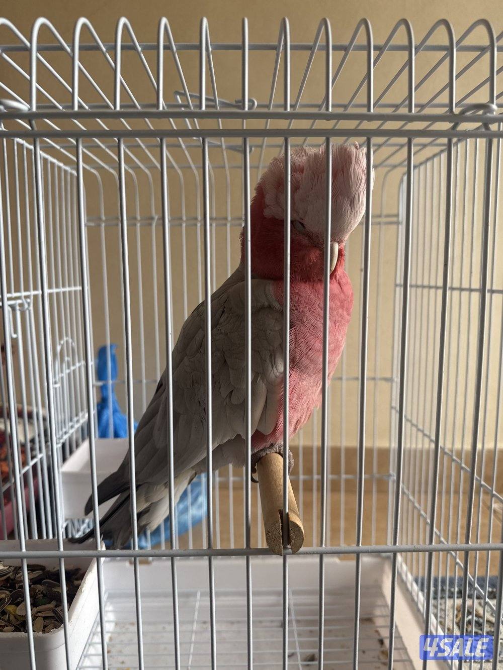 طير كوكاتو0