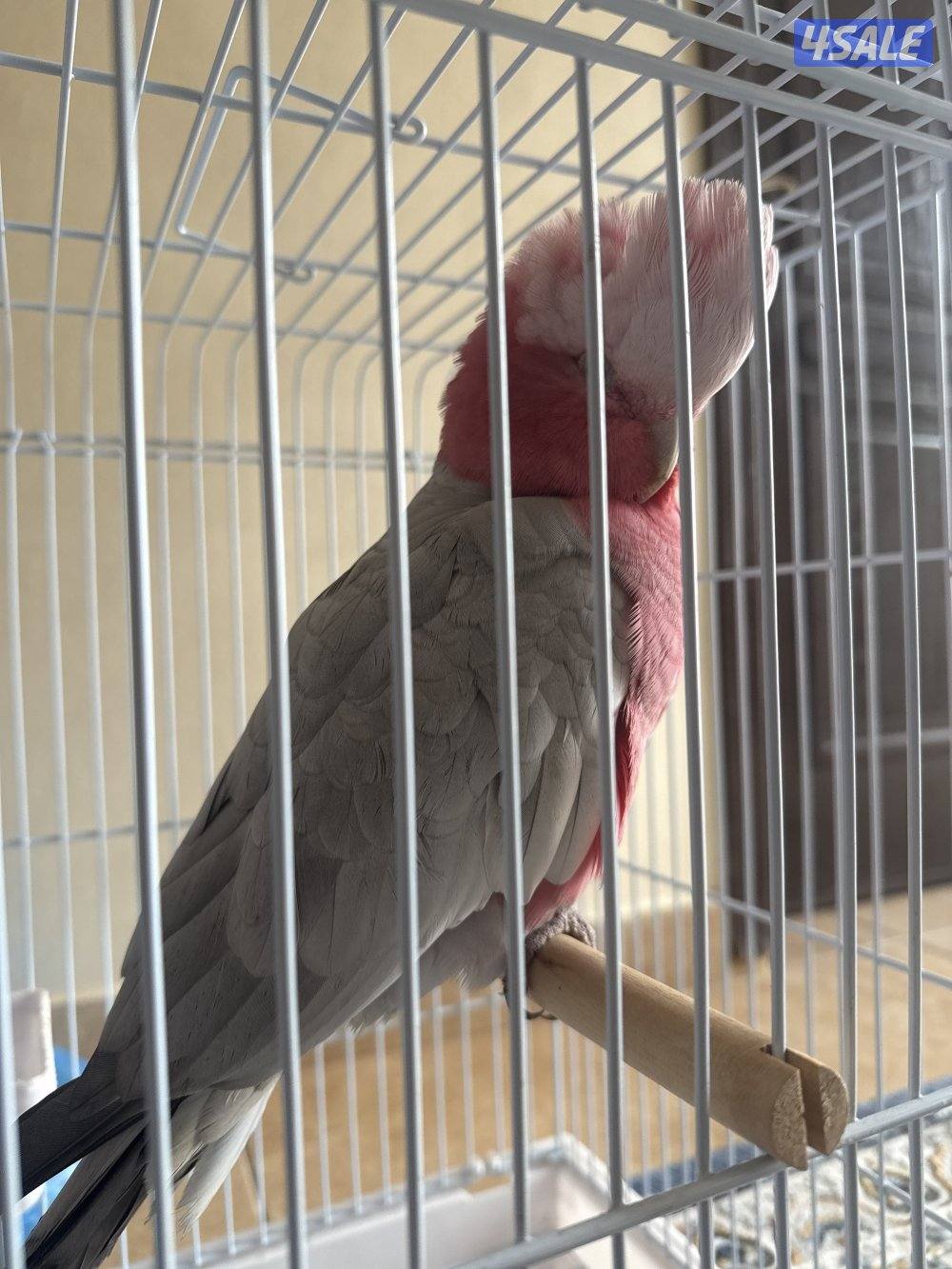 طير كوكاتو1