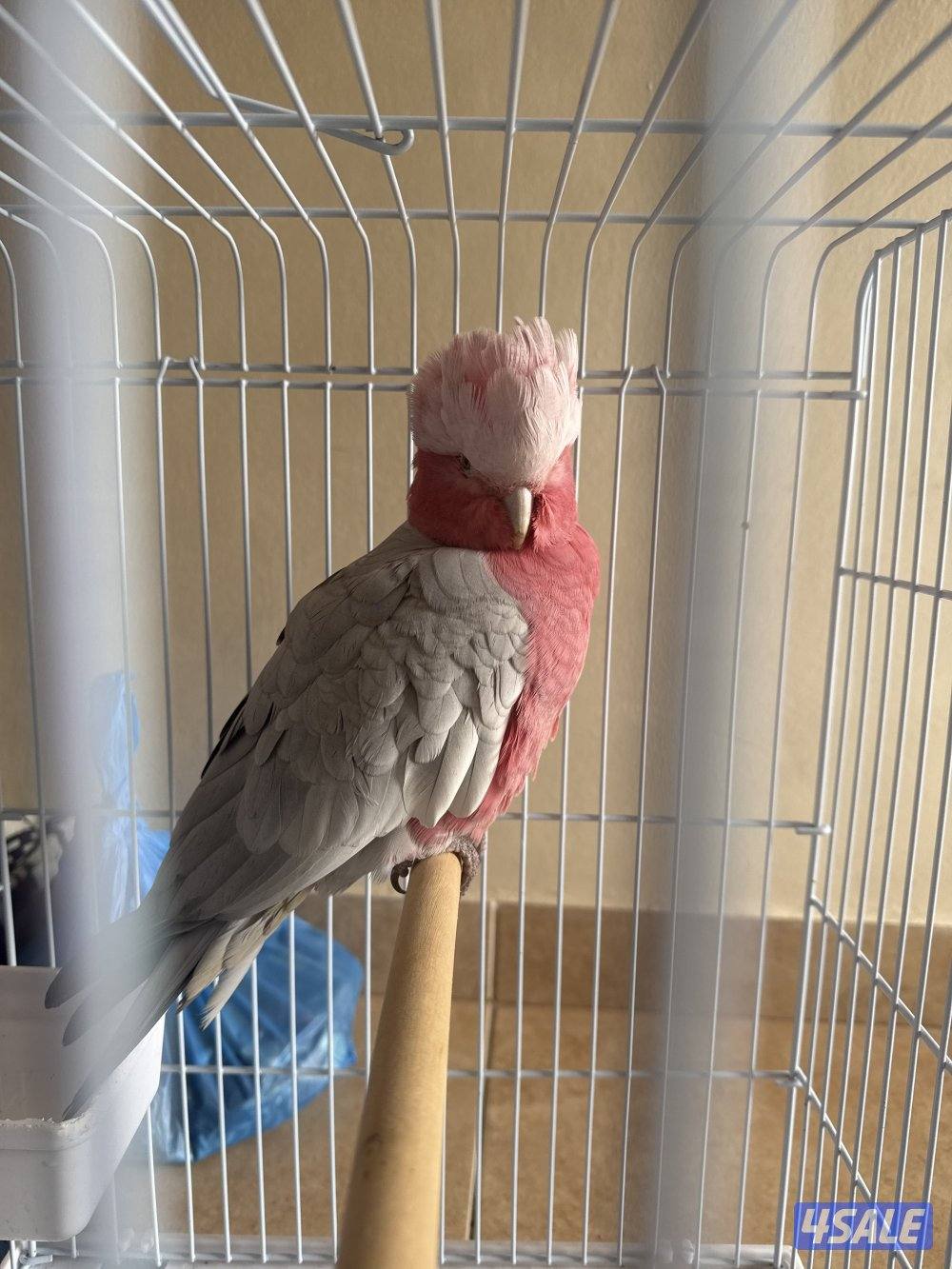 طير كوكاتو2