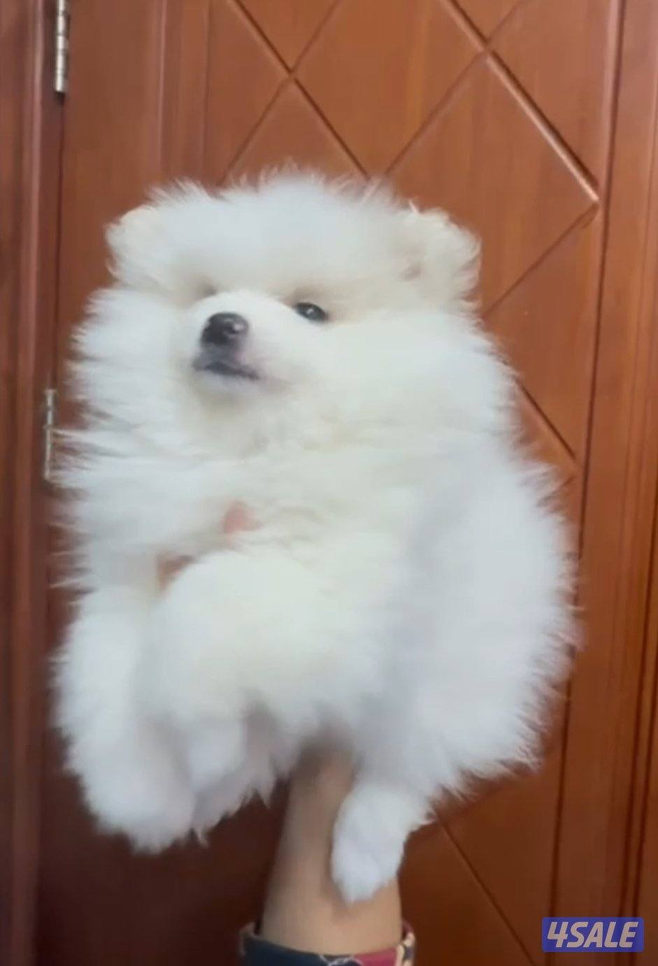 Female, 2mos, vaccinated, ready to release0