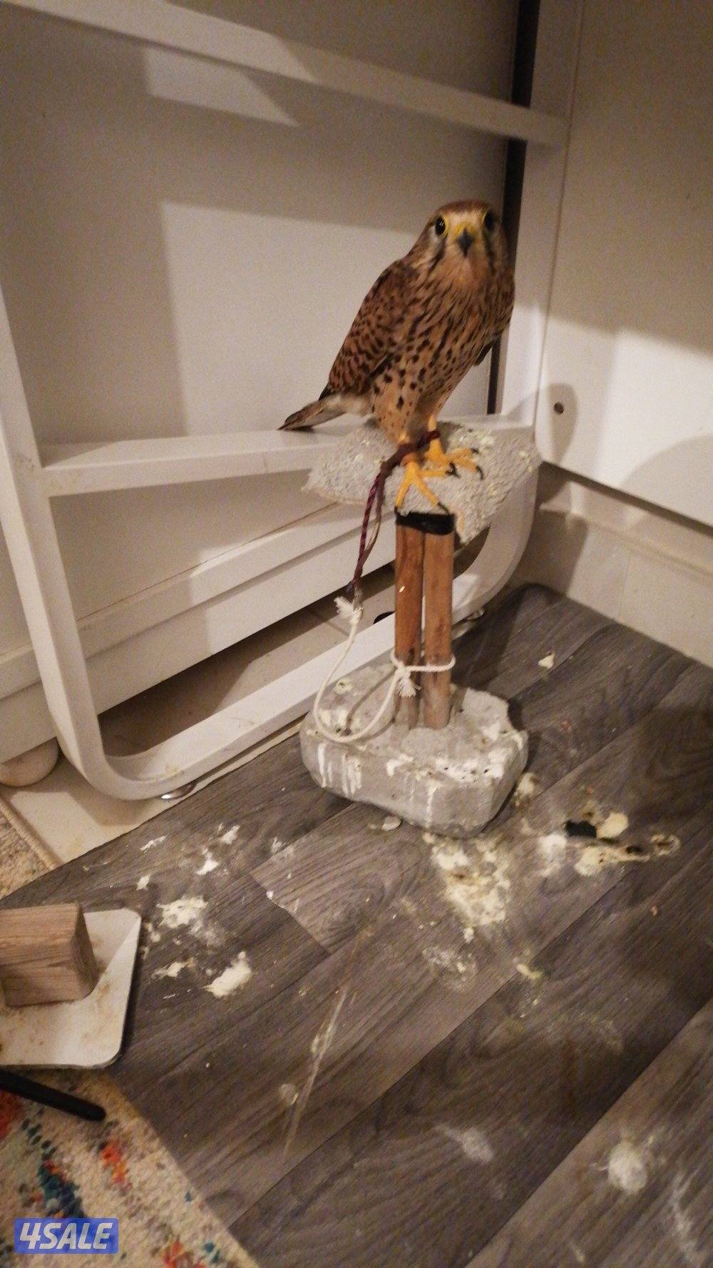 للبيع طير معاه دس وبرقع وسبوق0