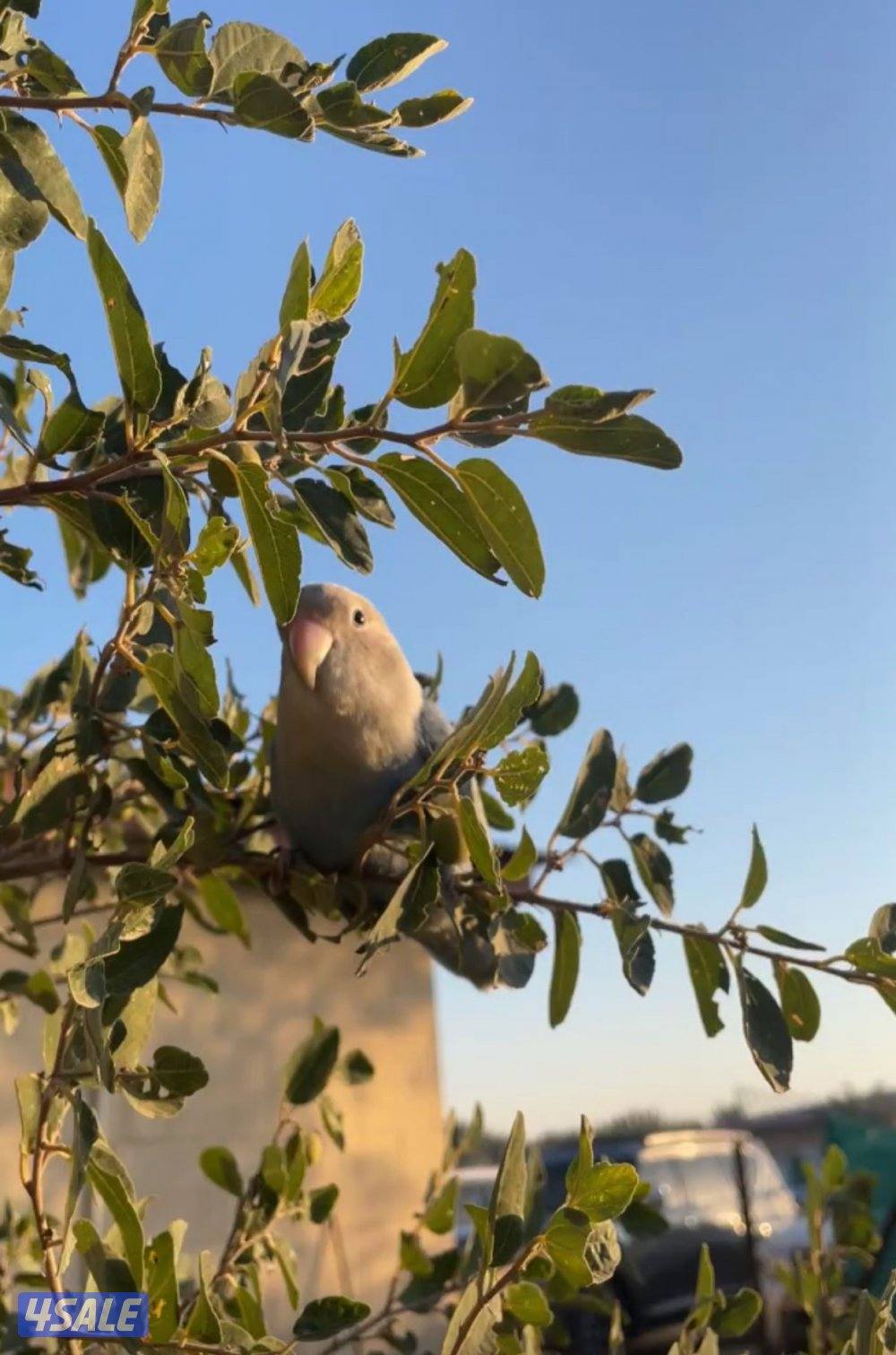 طير لوف بيرد لزقه0