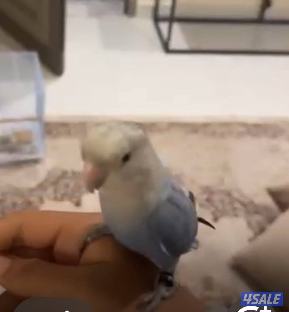 طير لوف بيرد لزقه1