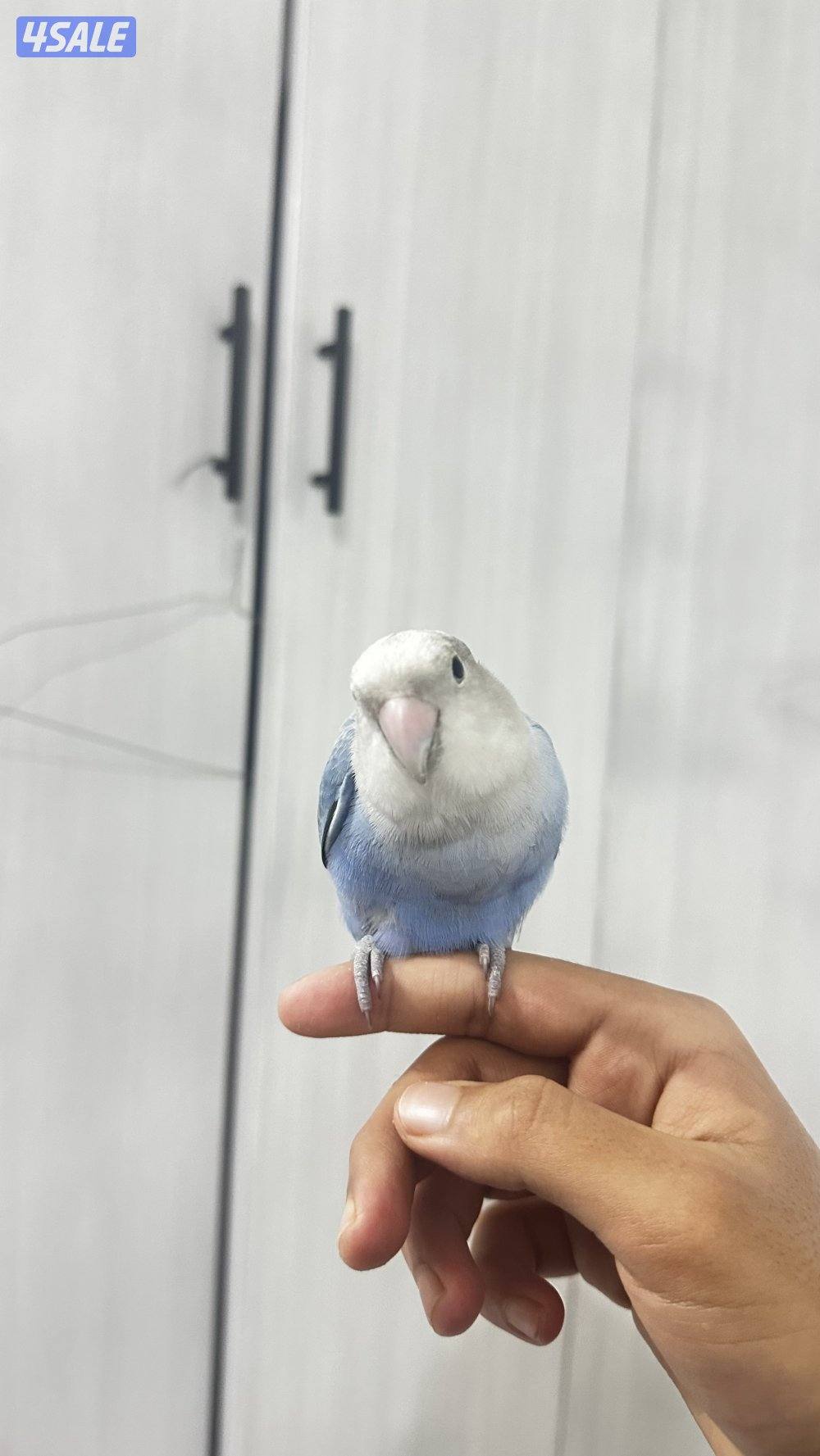 طير لوف بيرد لزقه2