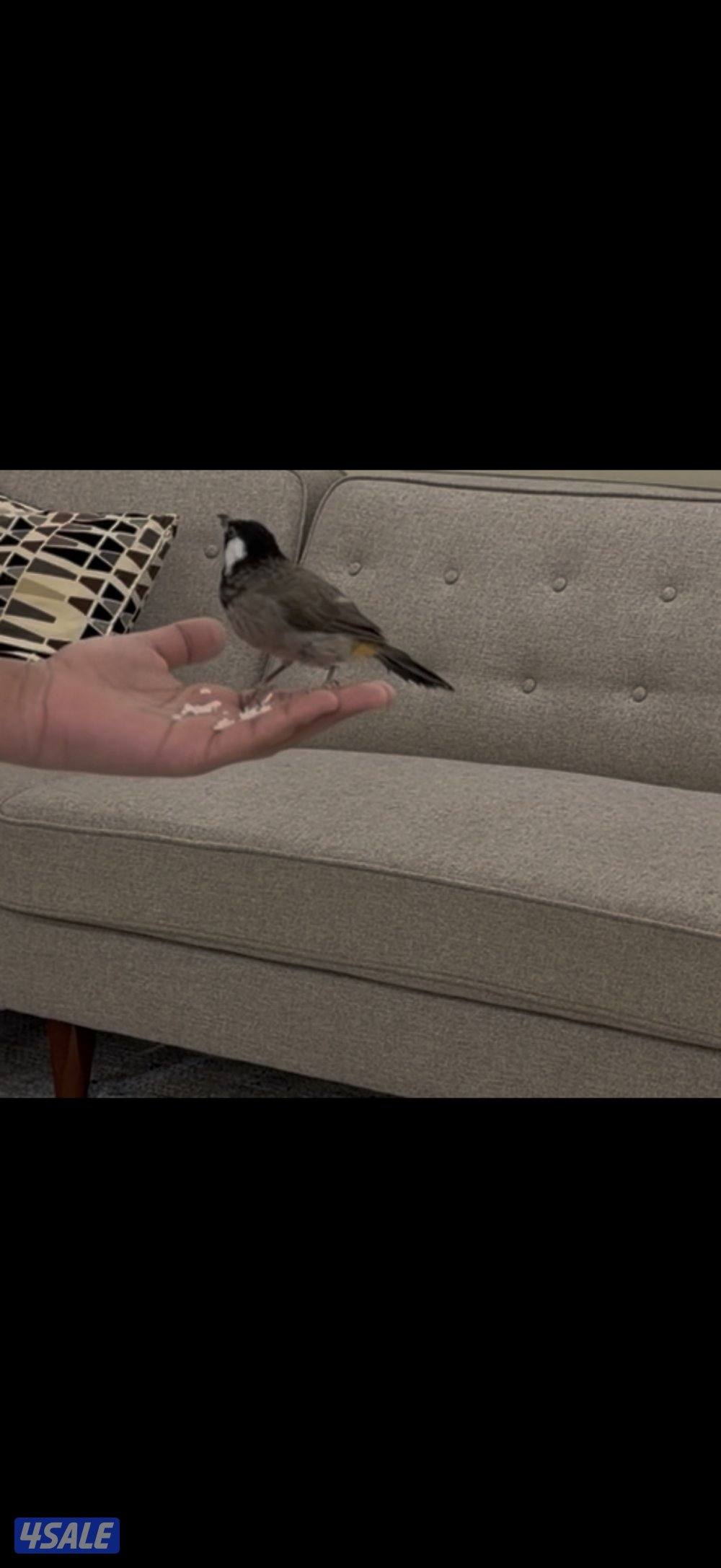 {  بلبل ربوه }0