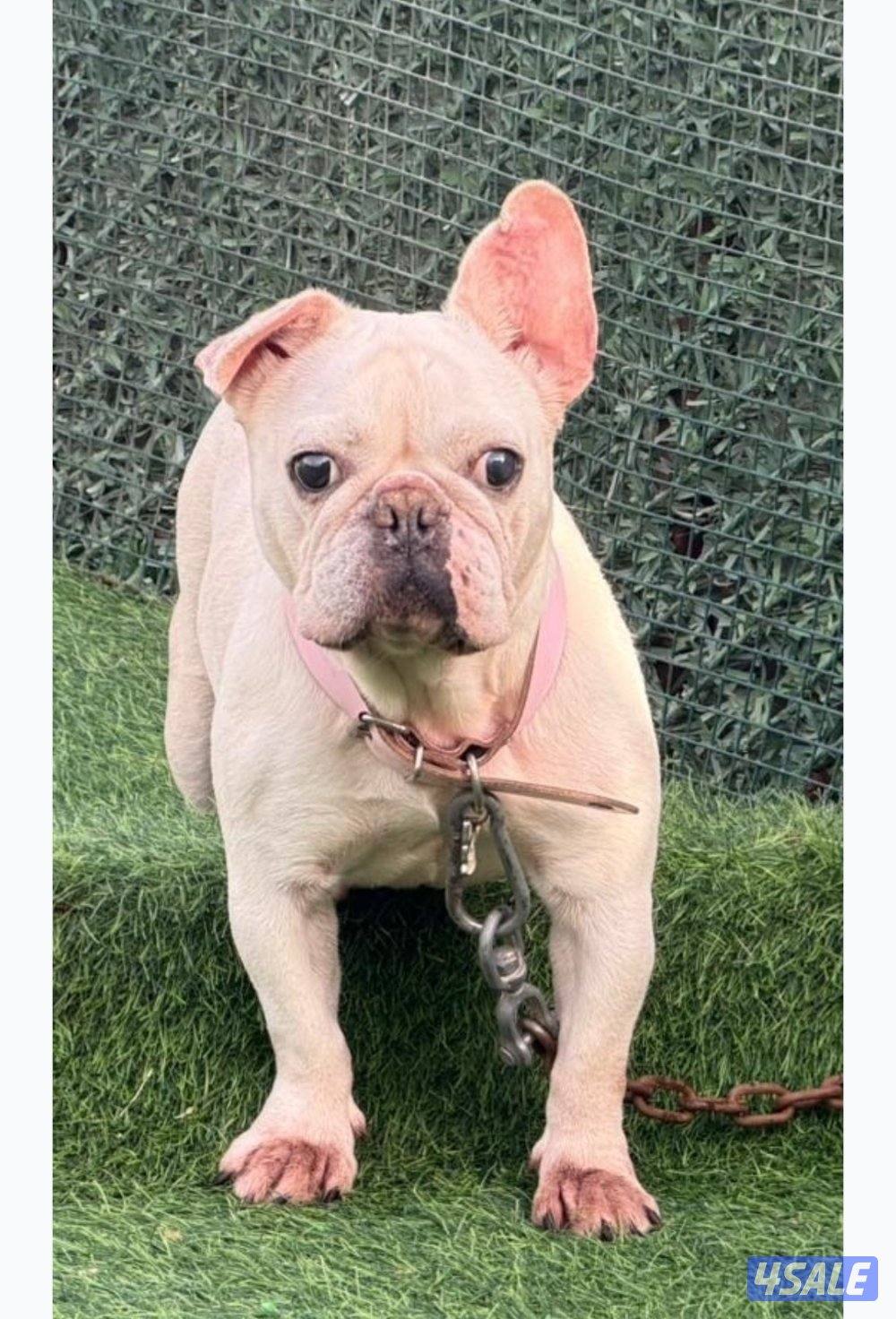 فرنش بولدوق نثيه  من اوكرانيا   مع جوازه   وتعرف على بادز   ومنتجه0